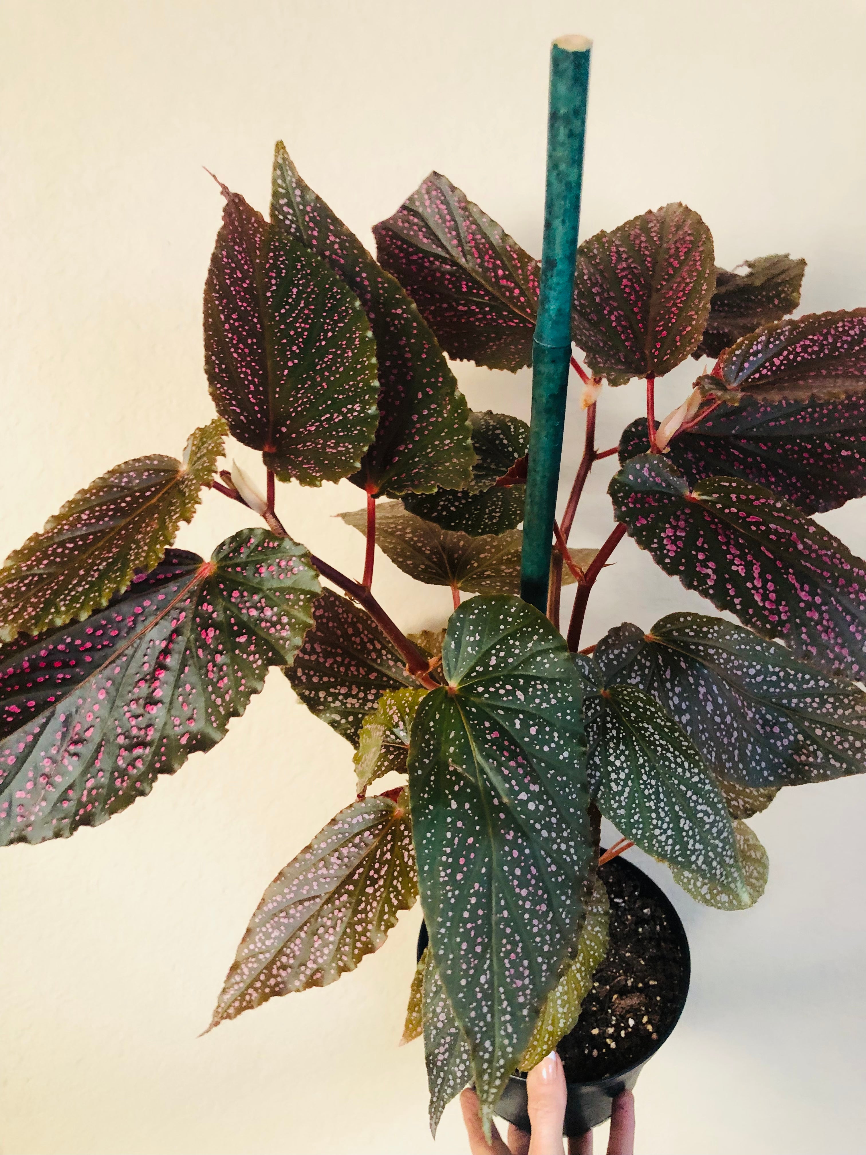 Begonia 'Benigo Pink'
