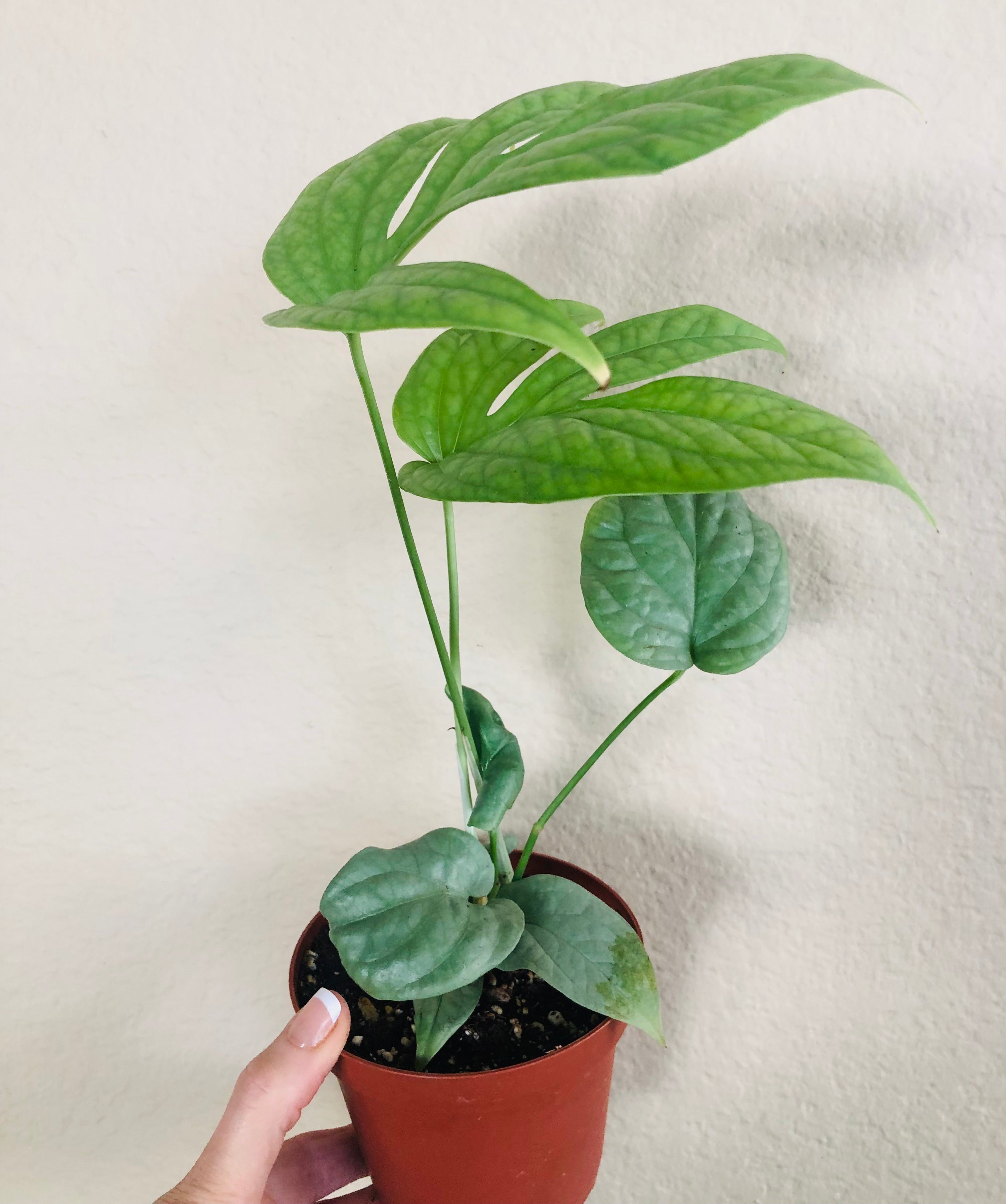 Monstera 'Spiderman'