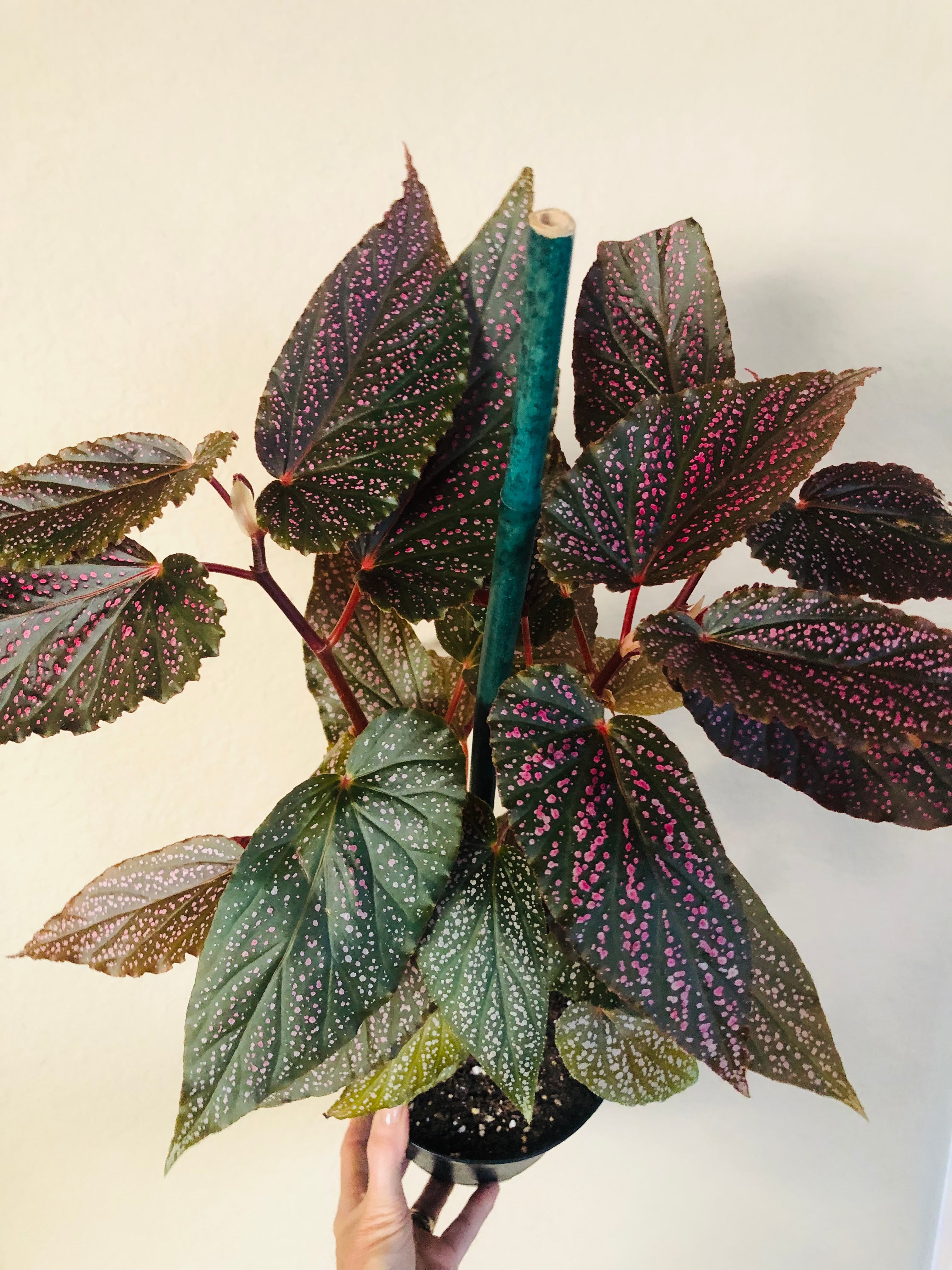 Begonia 'Benigo Pink'