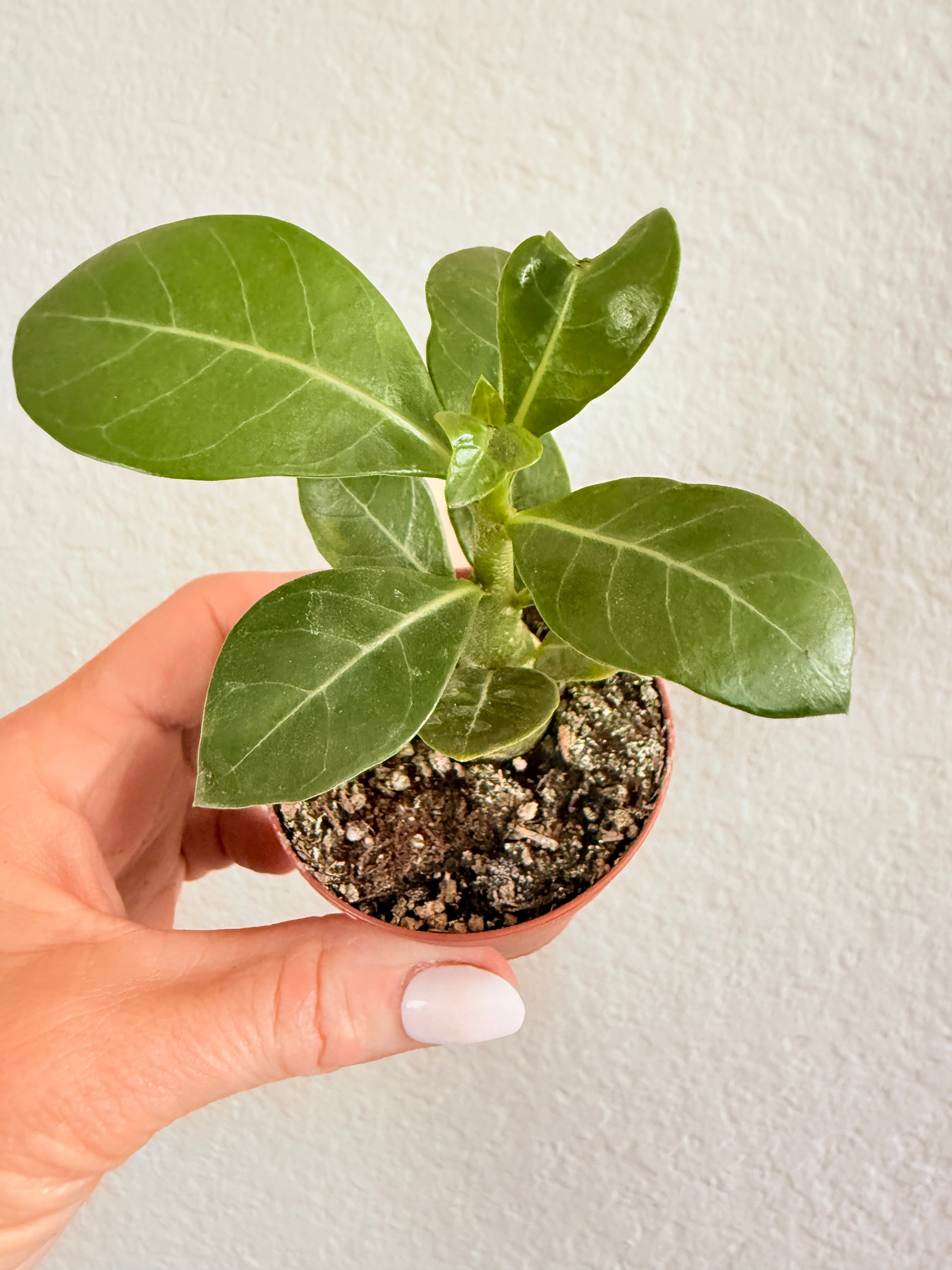 Adenium Obesum 'Desert Rose'