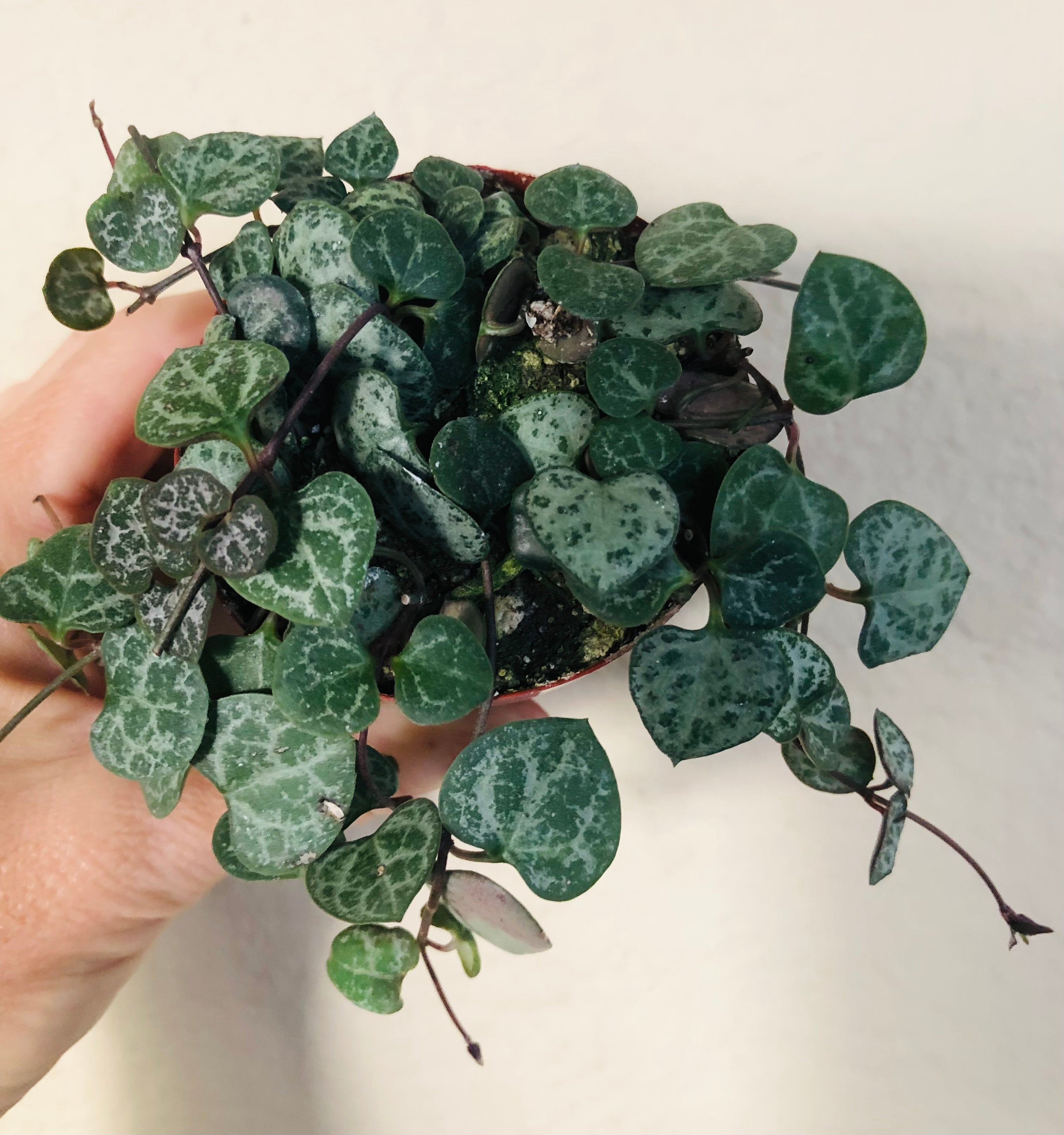 String of Hearts