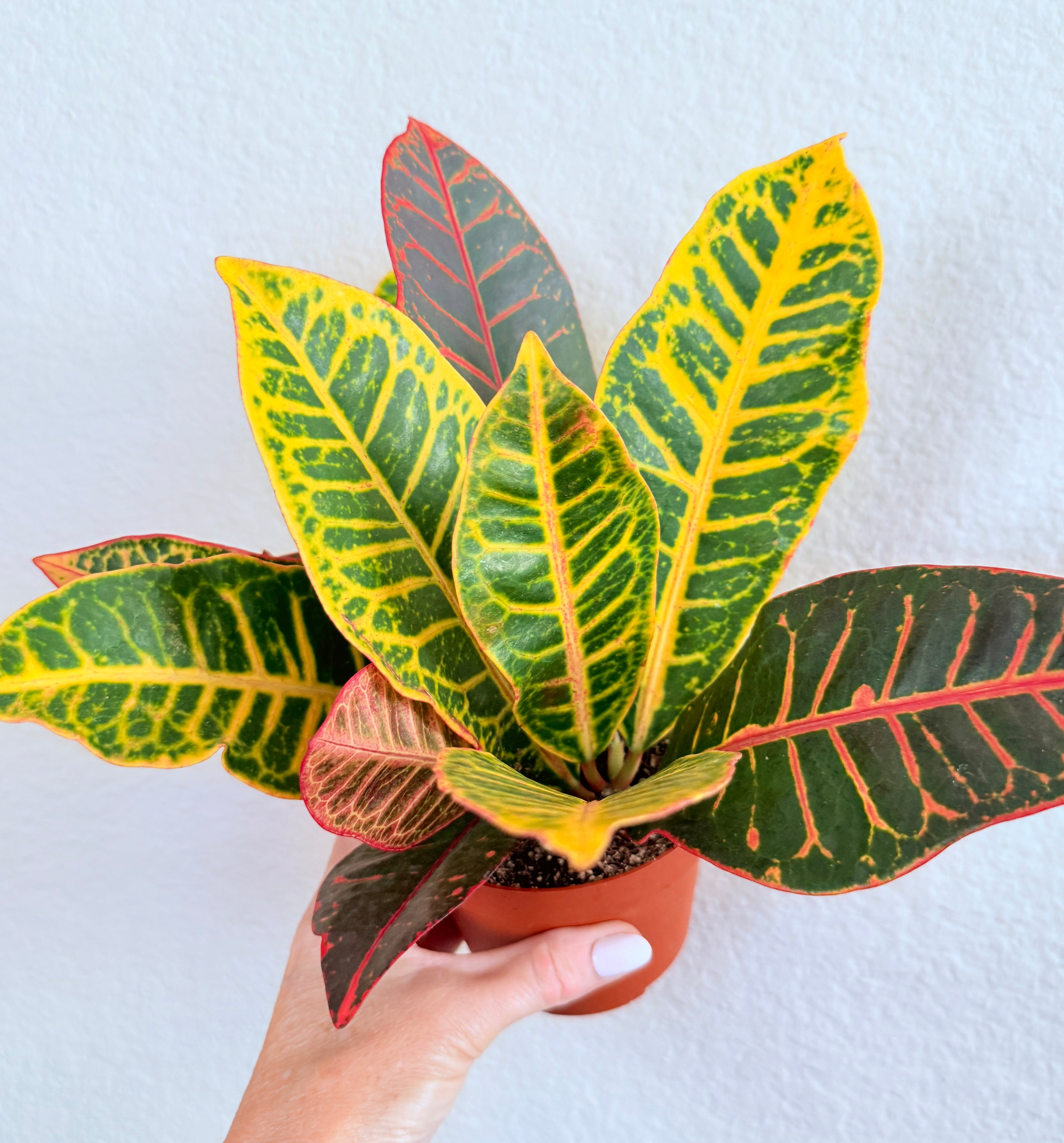 Croton Petra