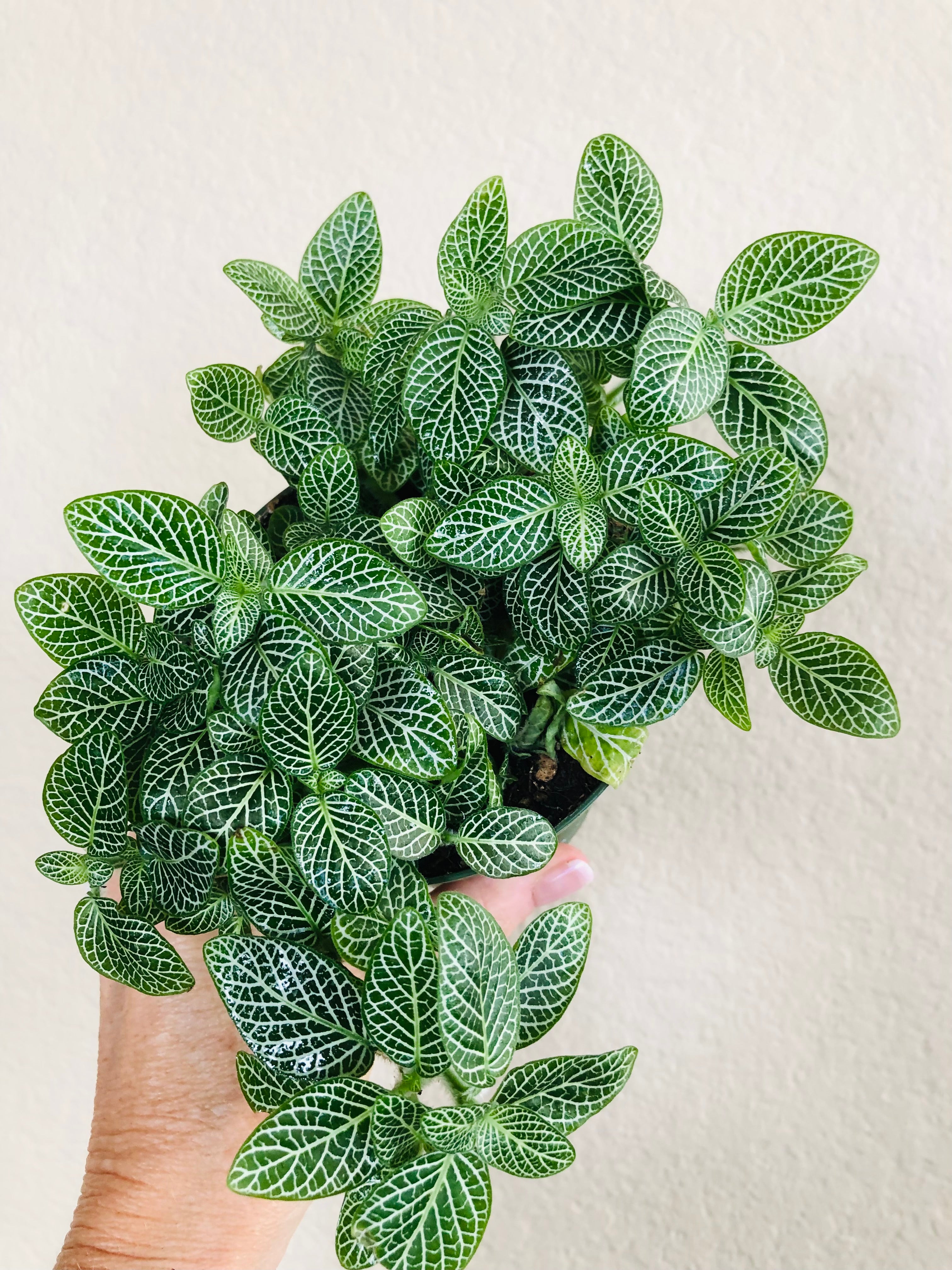 Fittonia 'Nerve Plant'