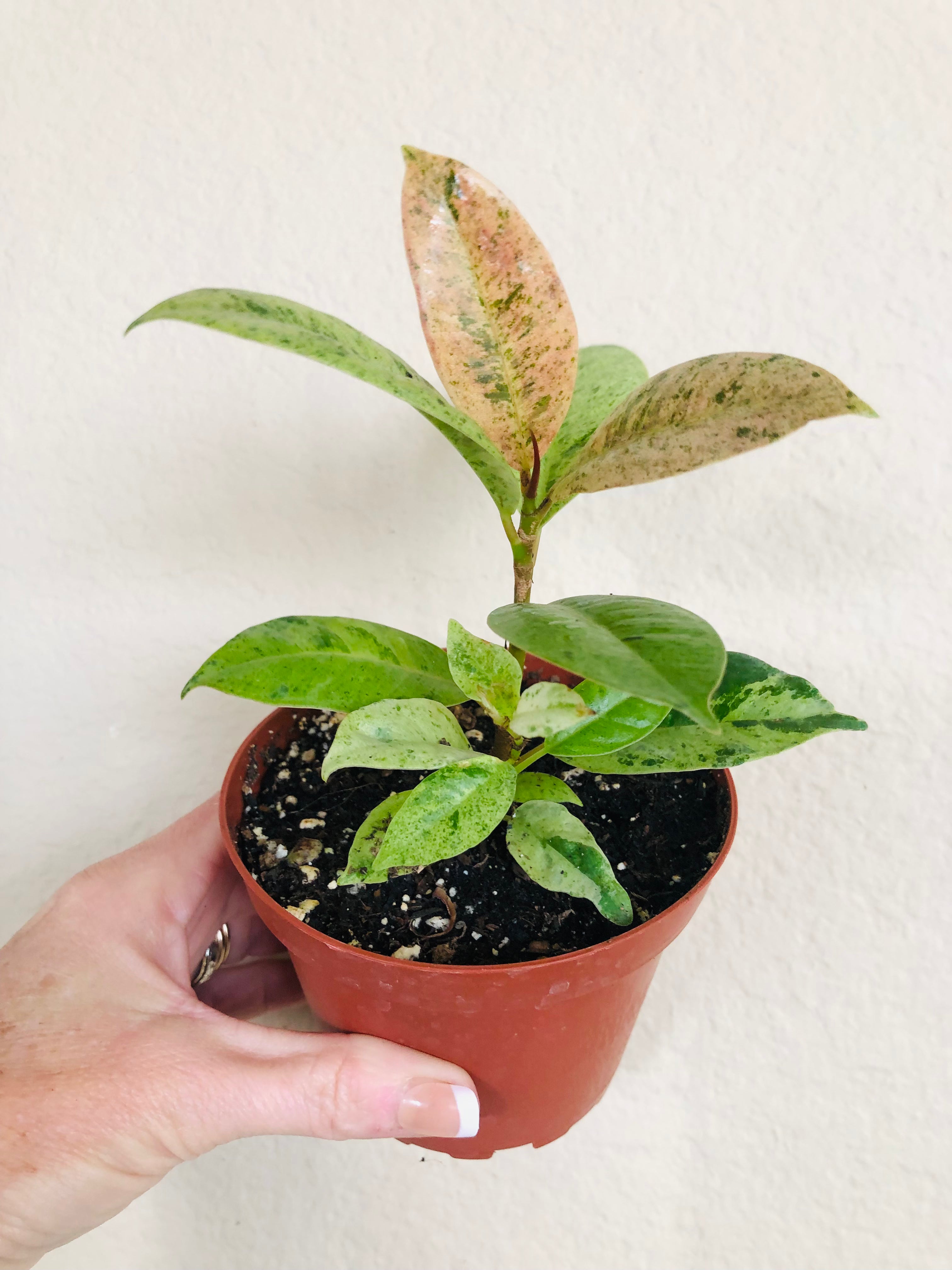 Ficus Shivereana