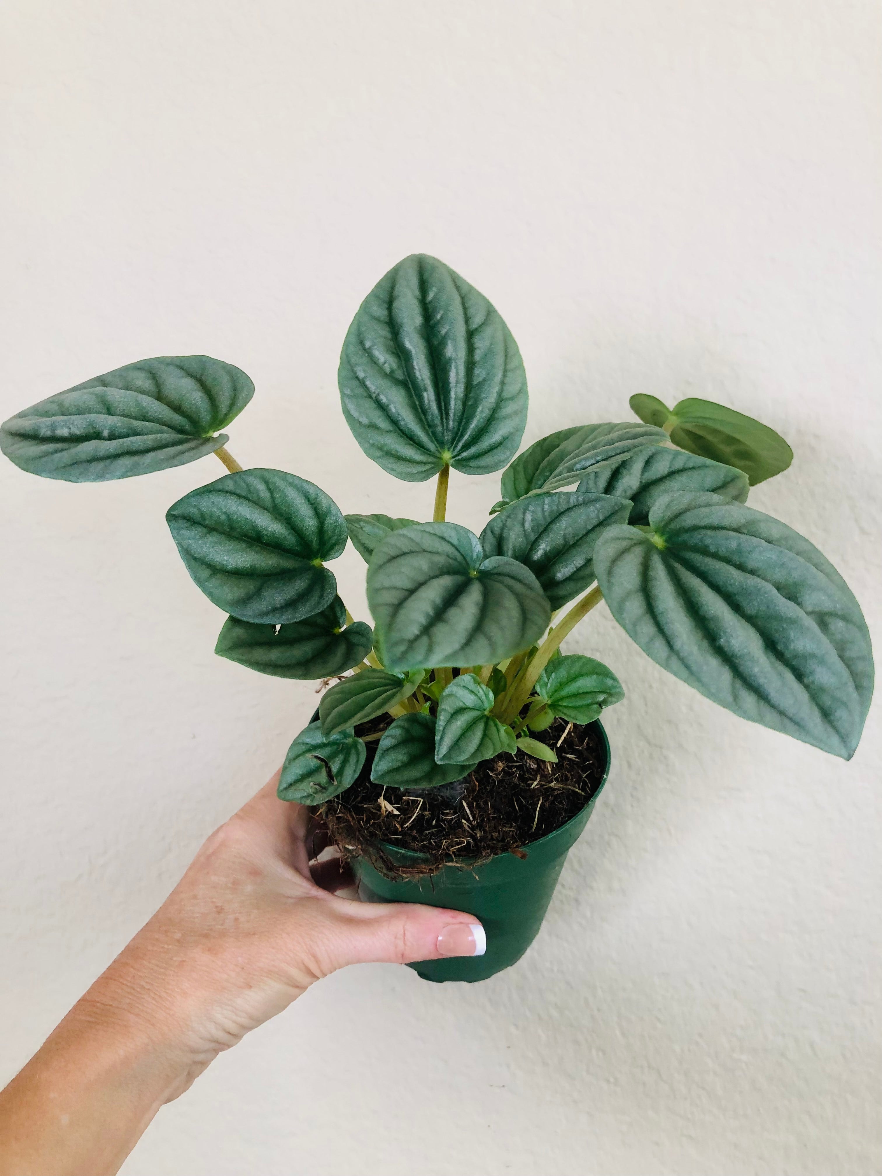 Peperomia Frost