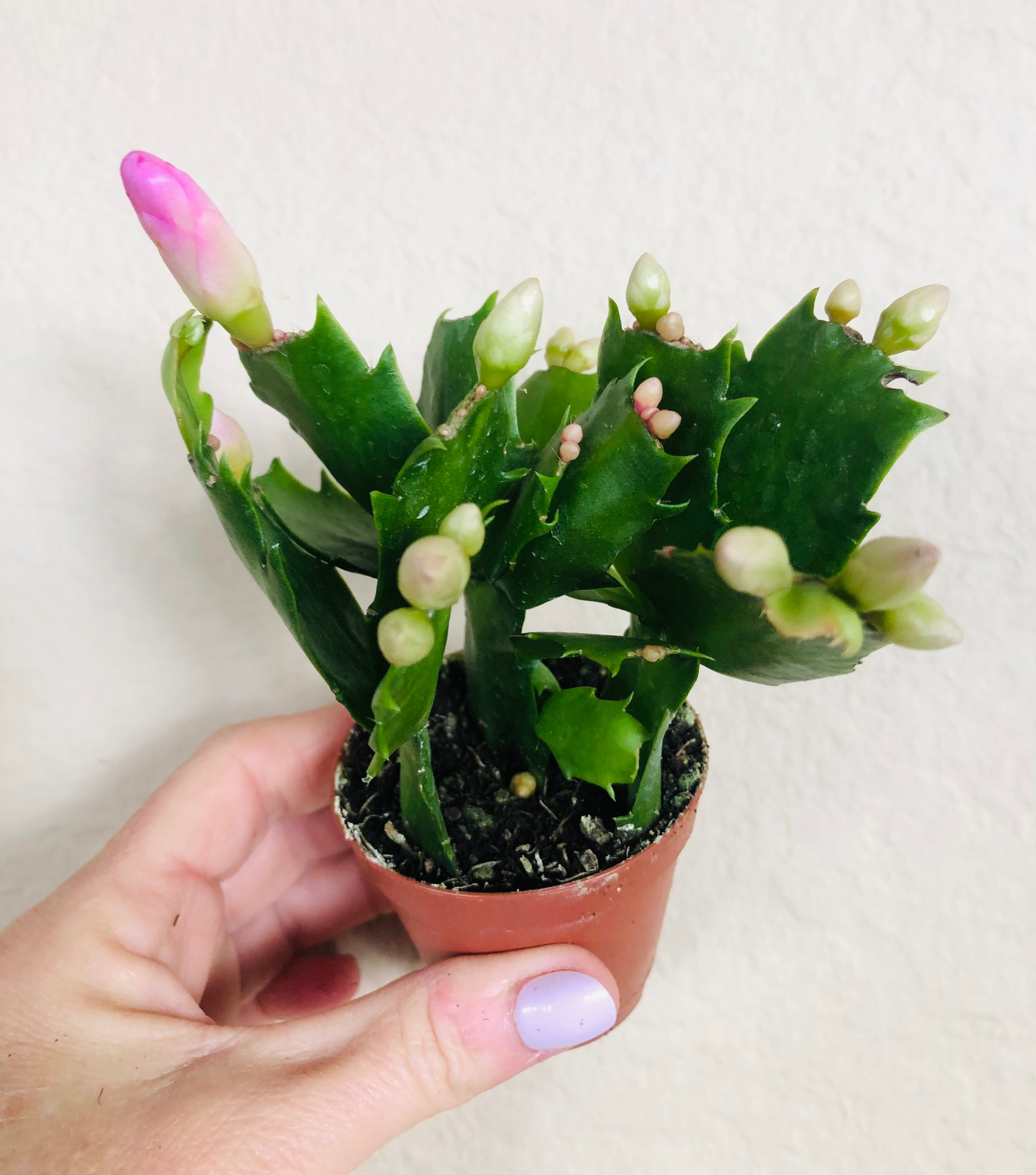 Holiday Cactus