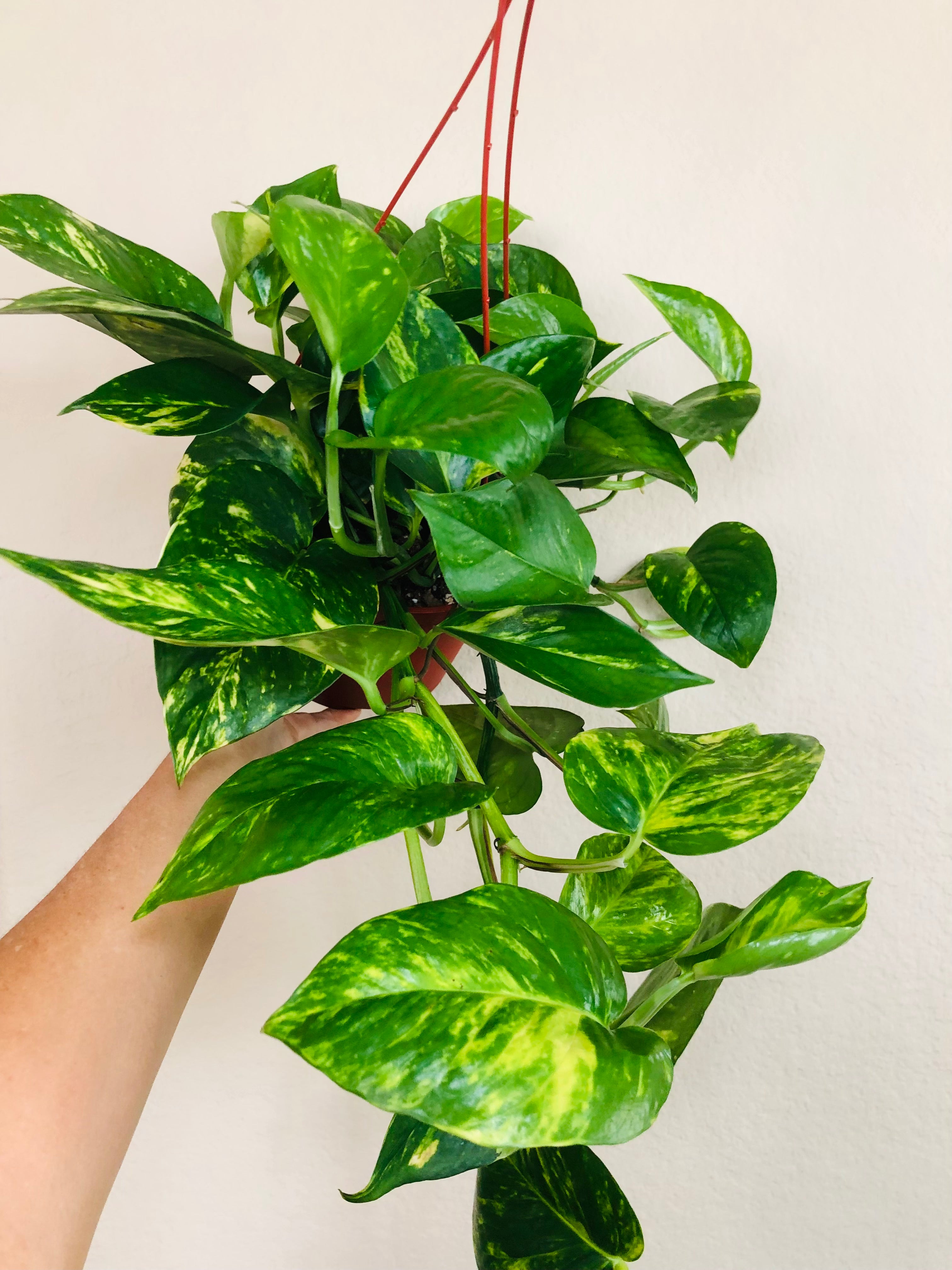 Pothos 'Golden'