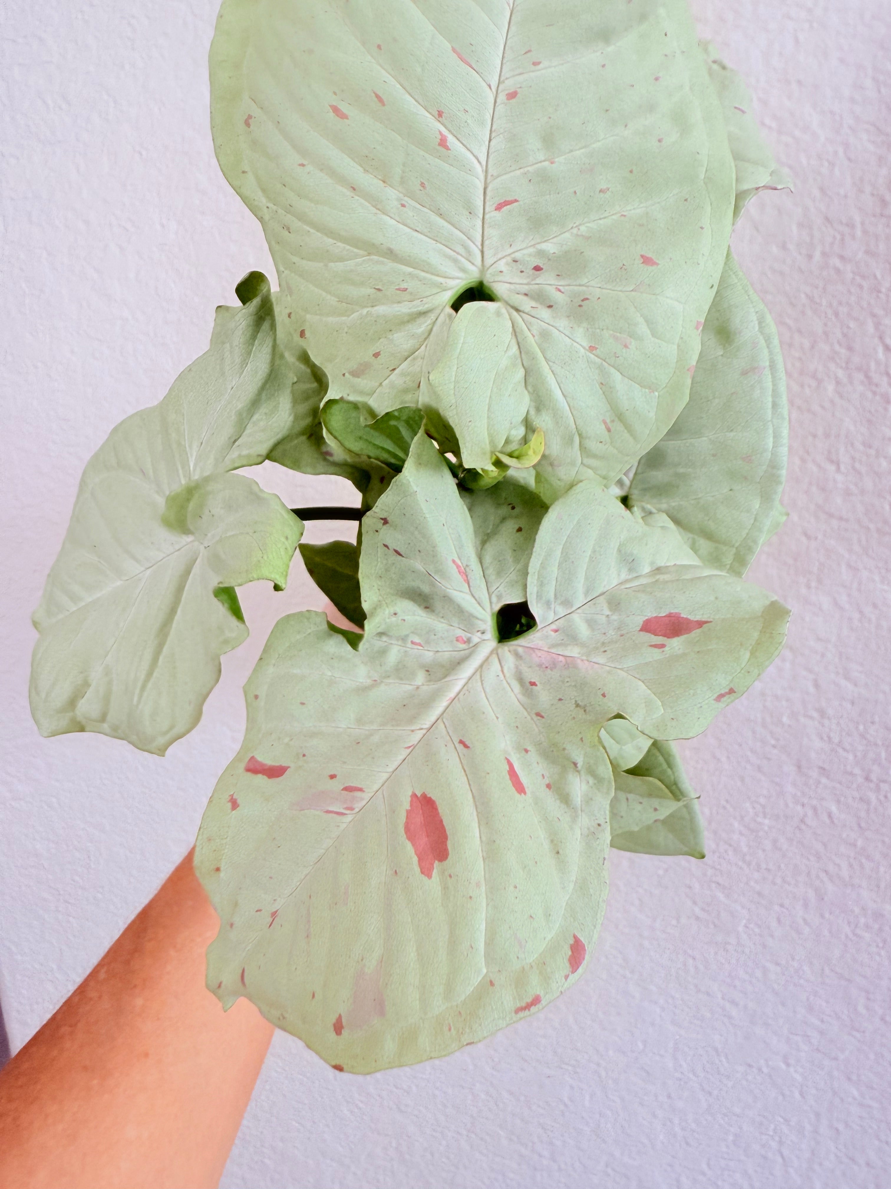 Syngonium 'Confetti'