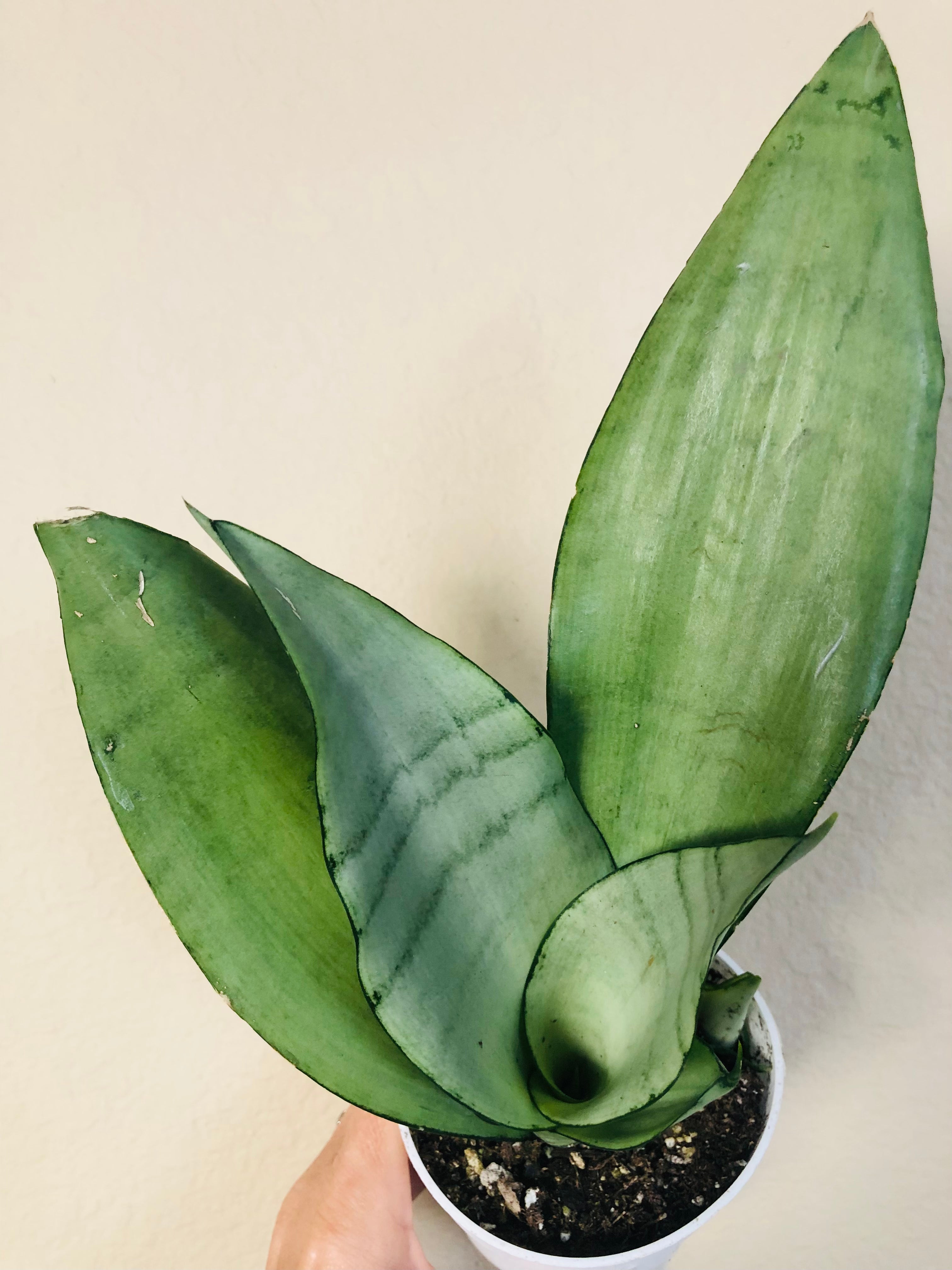 Sansevieria Trifasciata 'Moonshine'