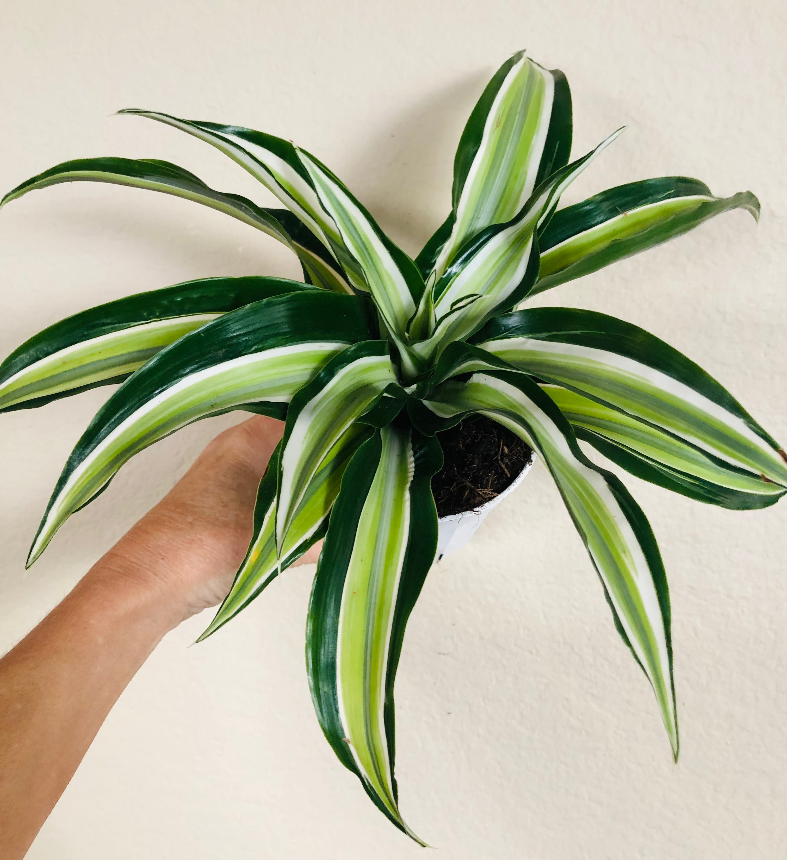 Dracaena 'Malaika'
