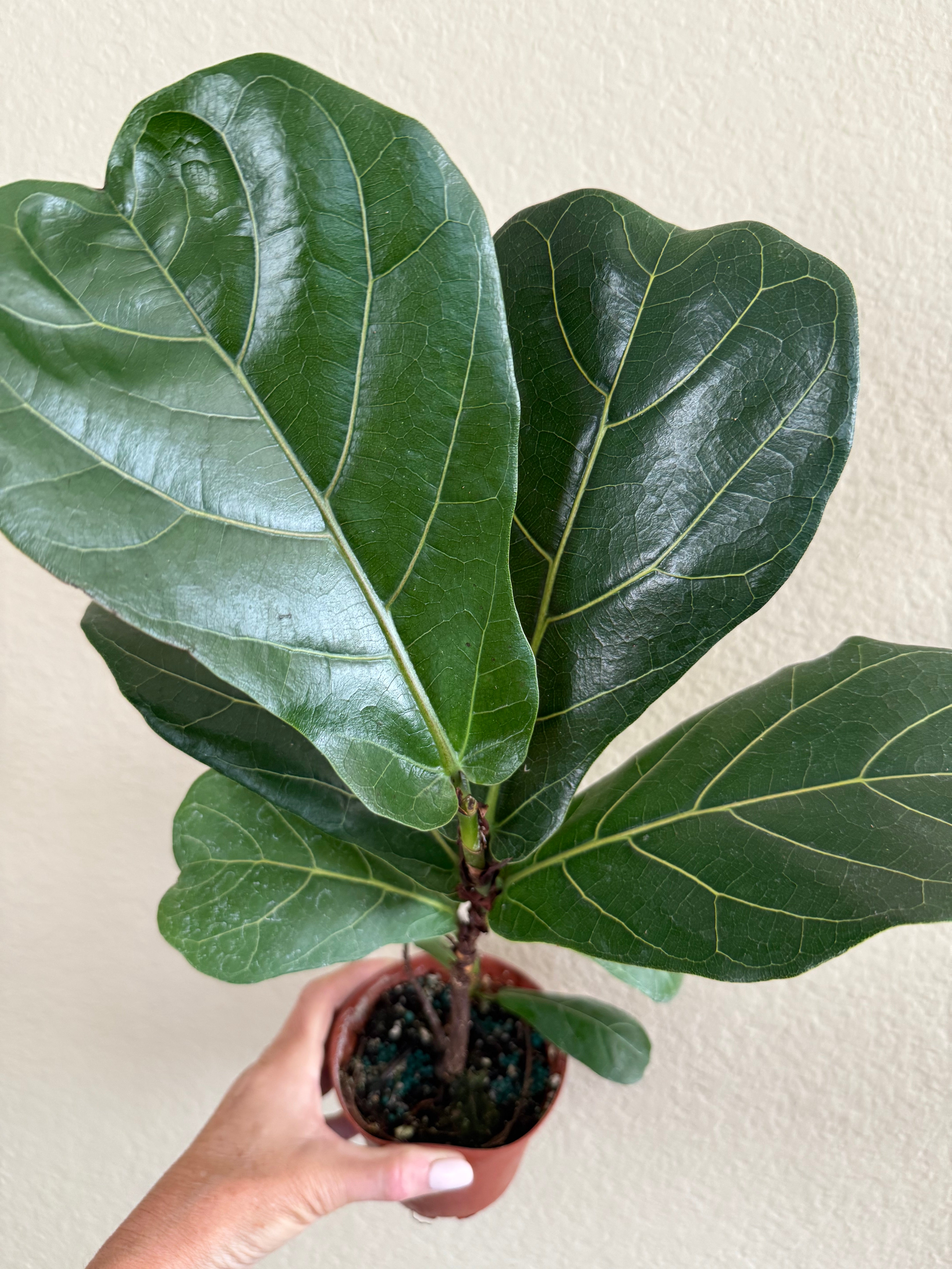 Ficus Lyrata 'Little Sunshine' | Fiddle Leaf Fig