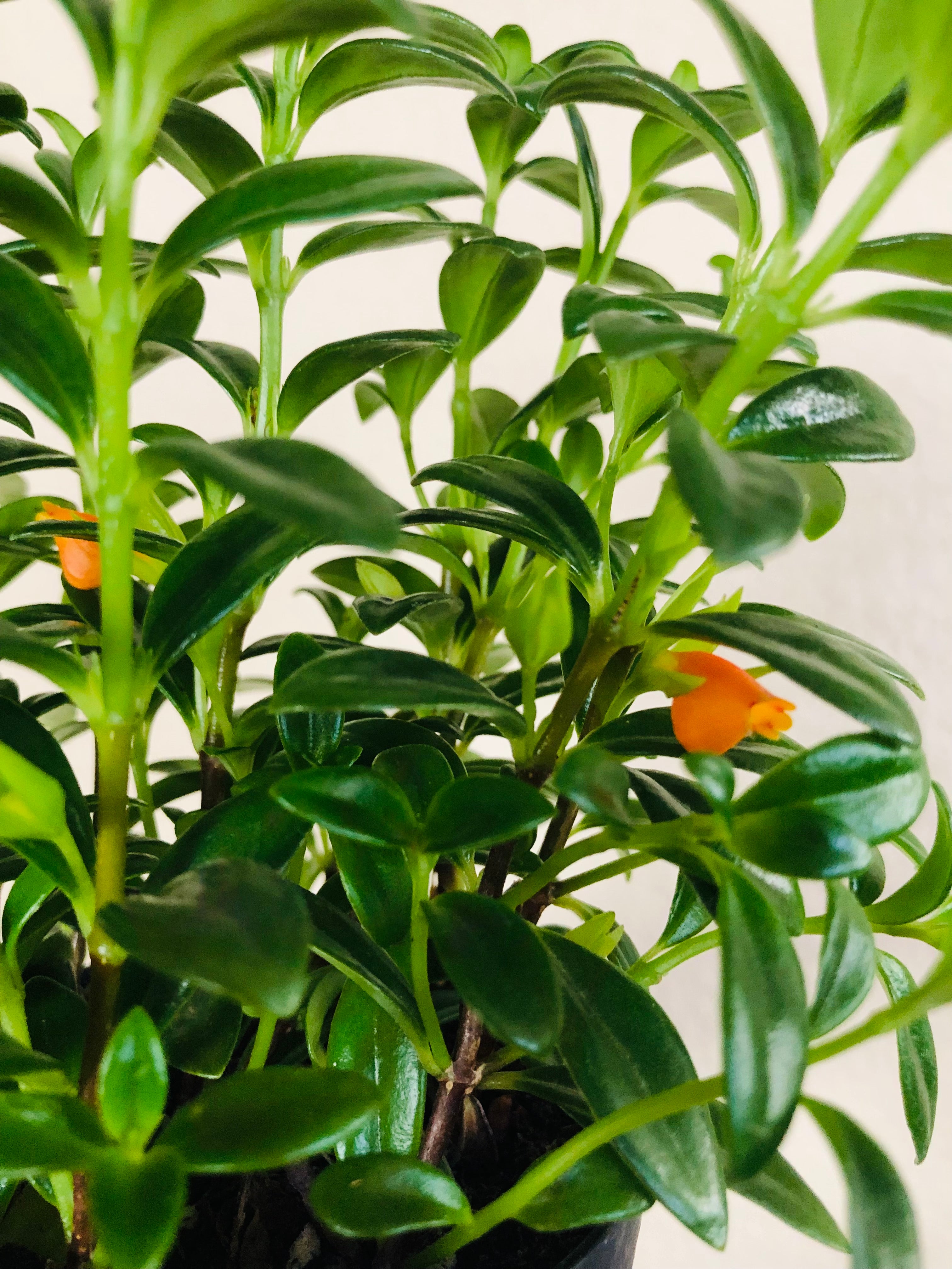 Goldfish Plant