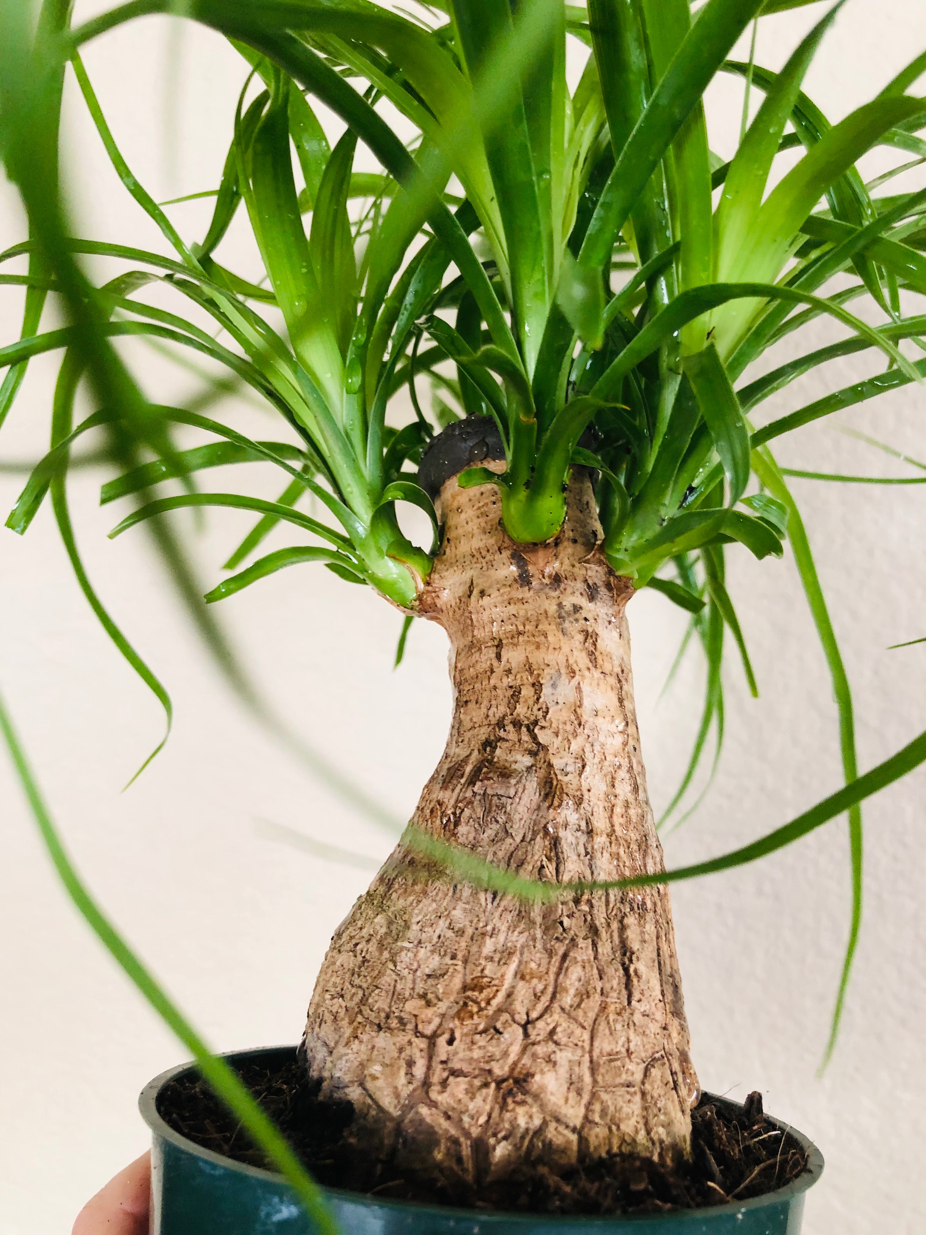 Ponytail Palm