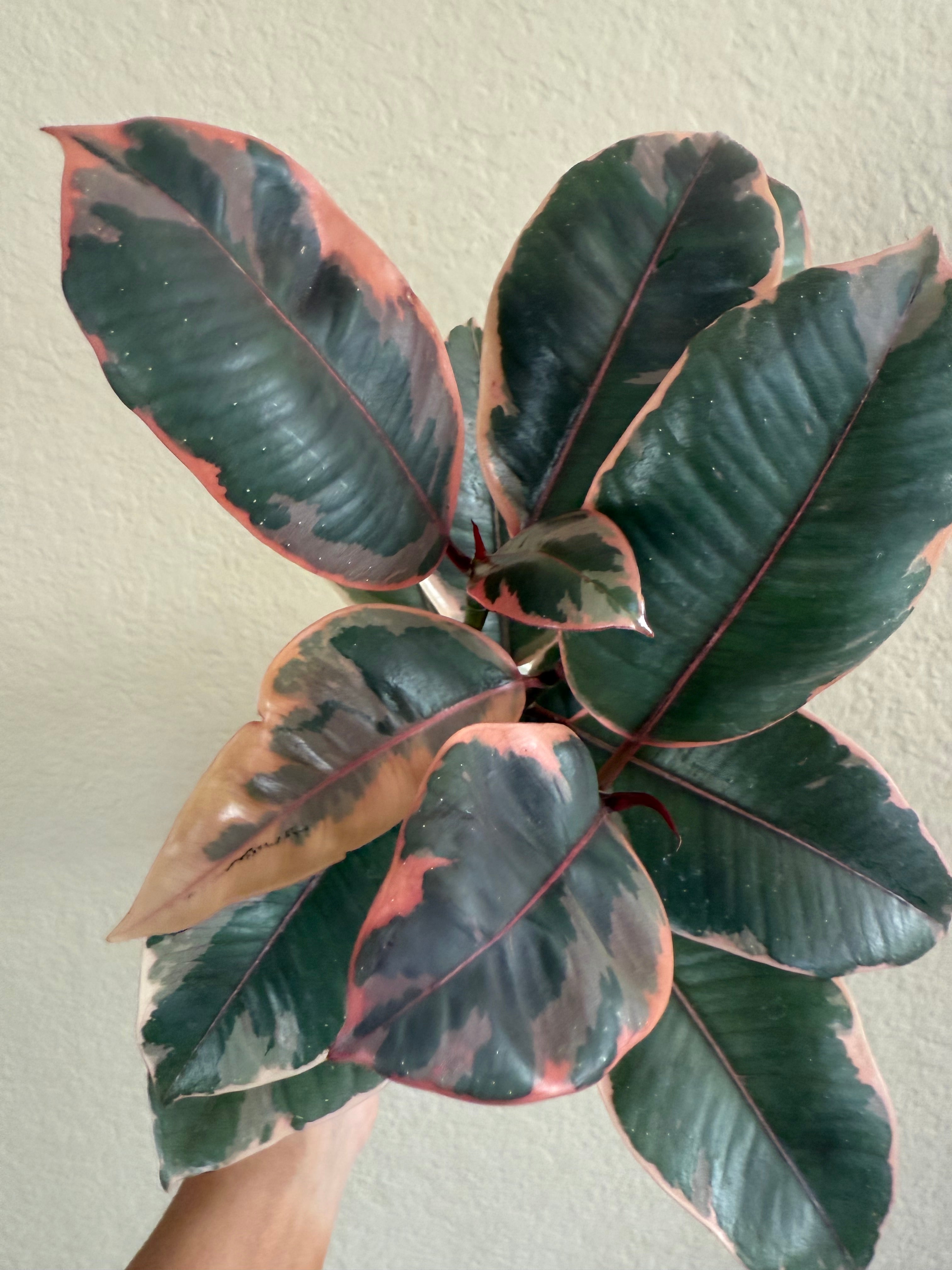 Ficus Decora 'Ruby'