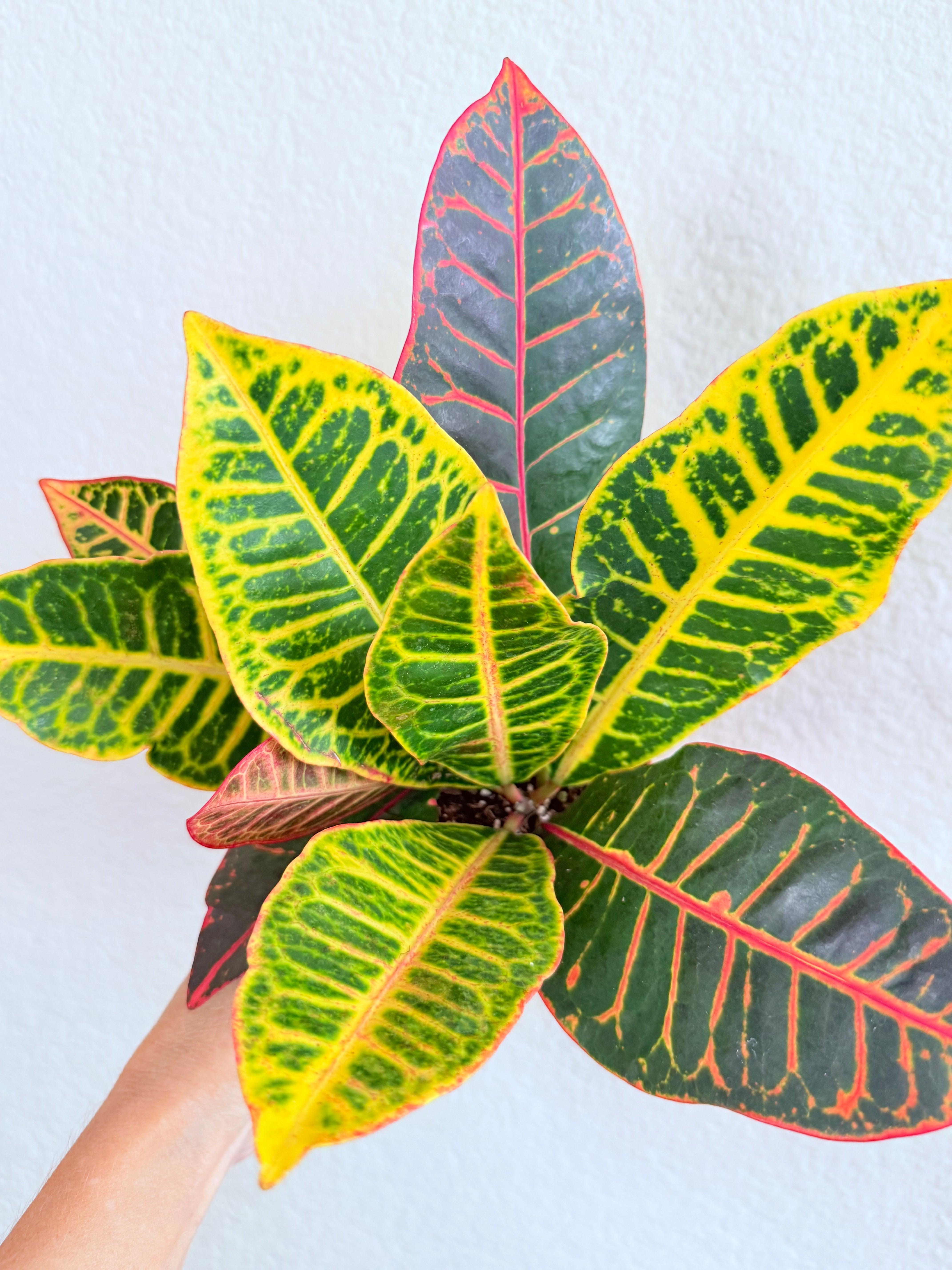 Croton Petra