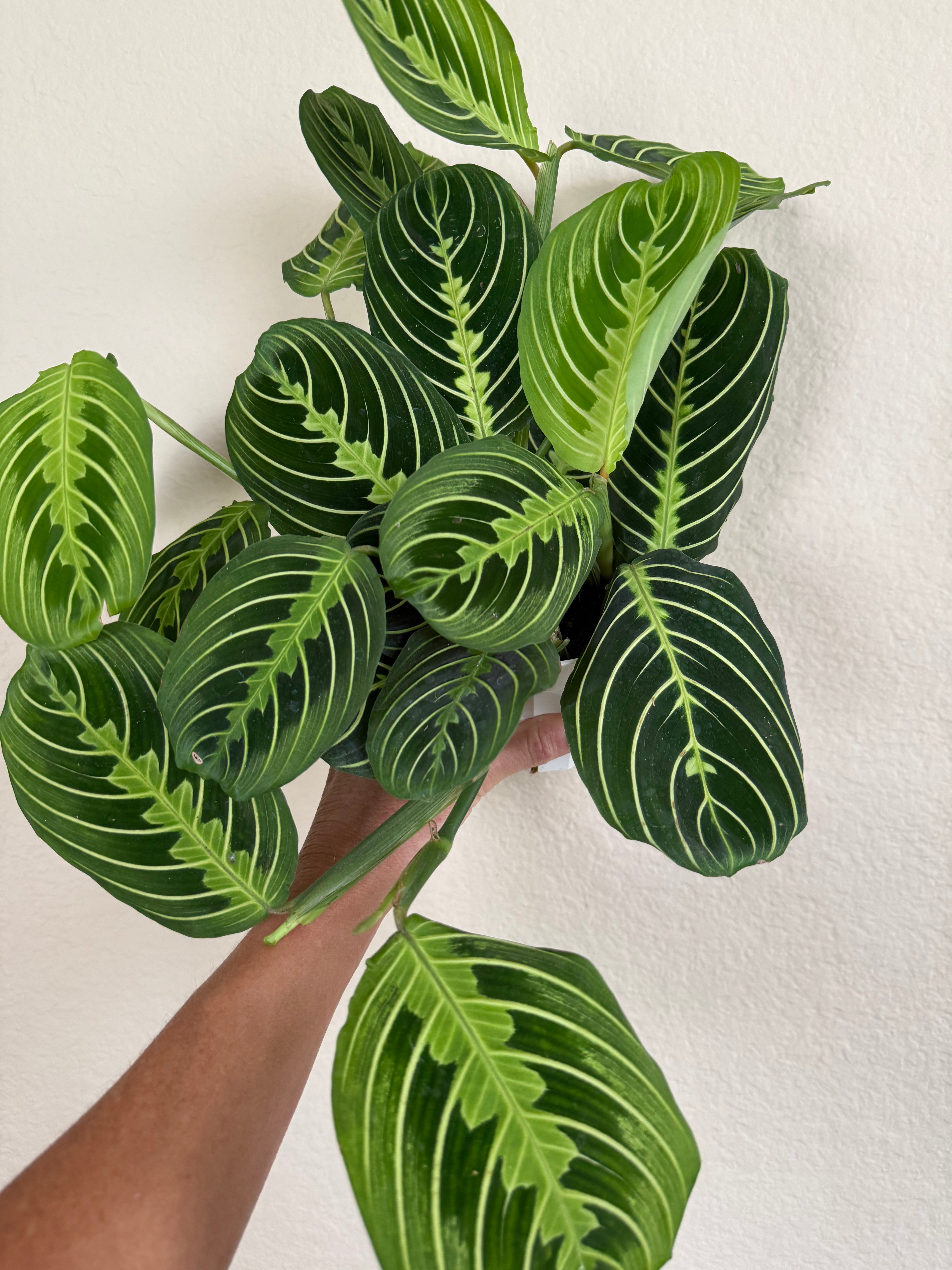Maranta 'Lemon Lime'