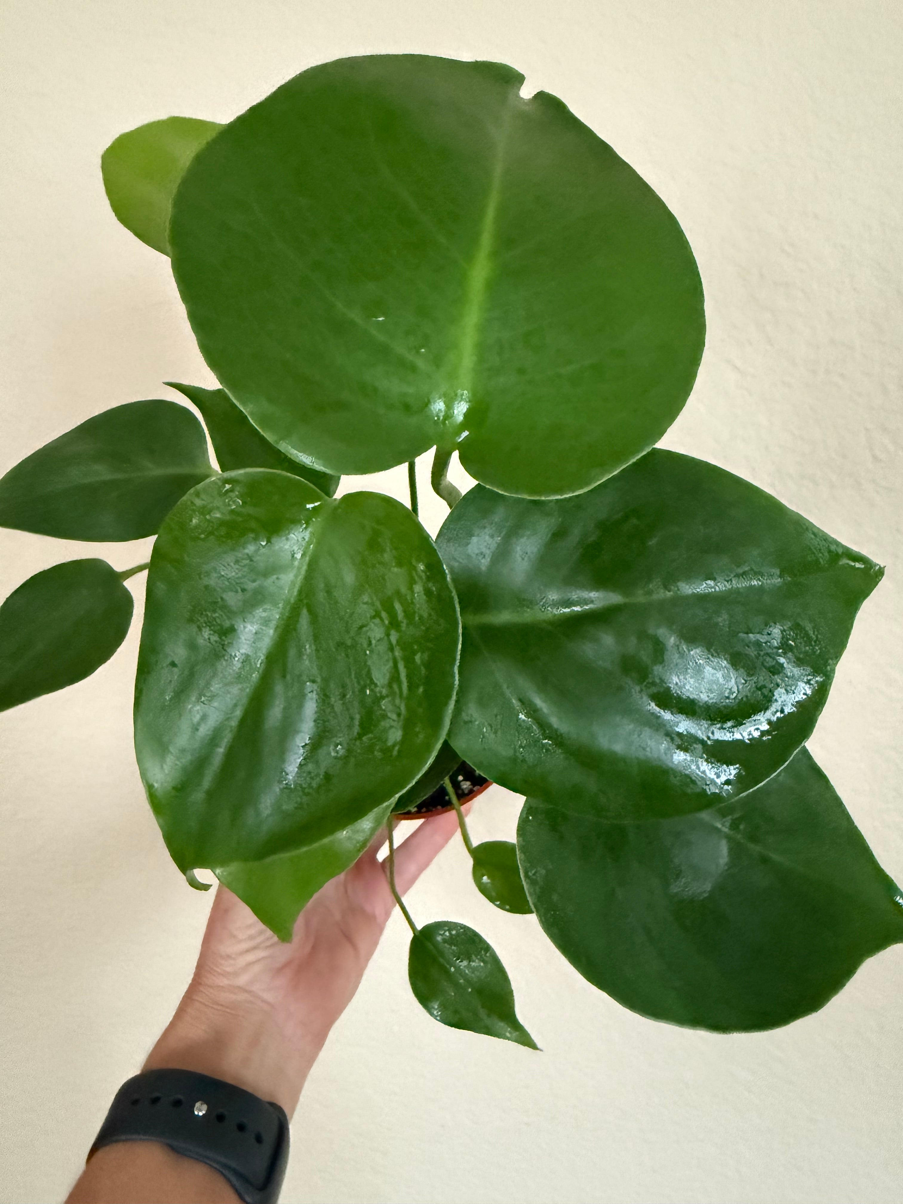 Monstera Deliciosa