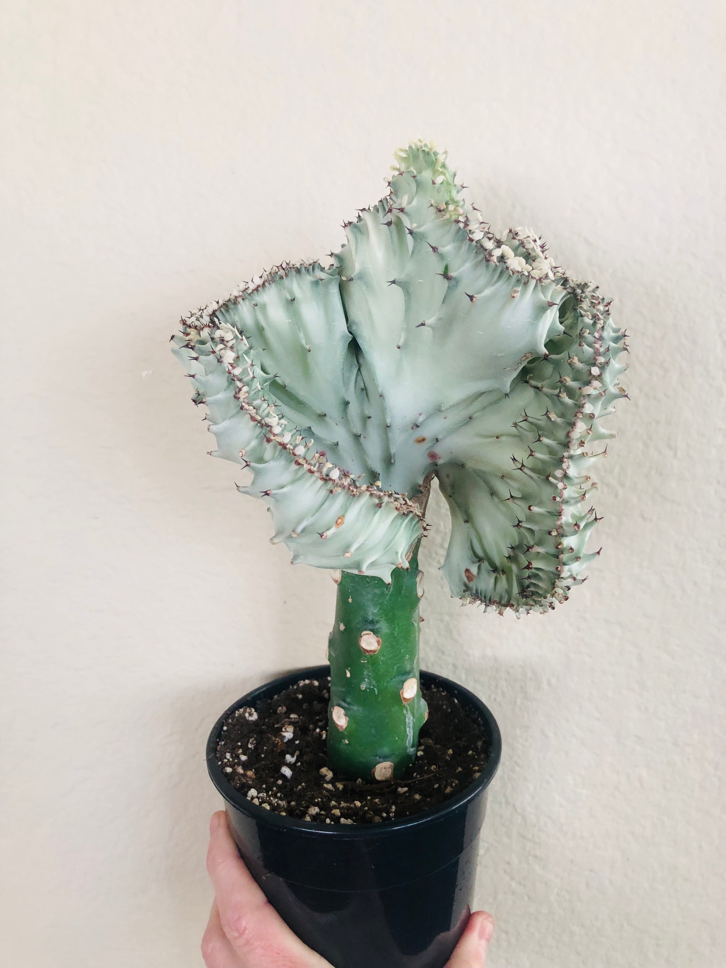 Euphorbia lactea Cristata 'Coral Cactus'