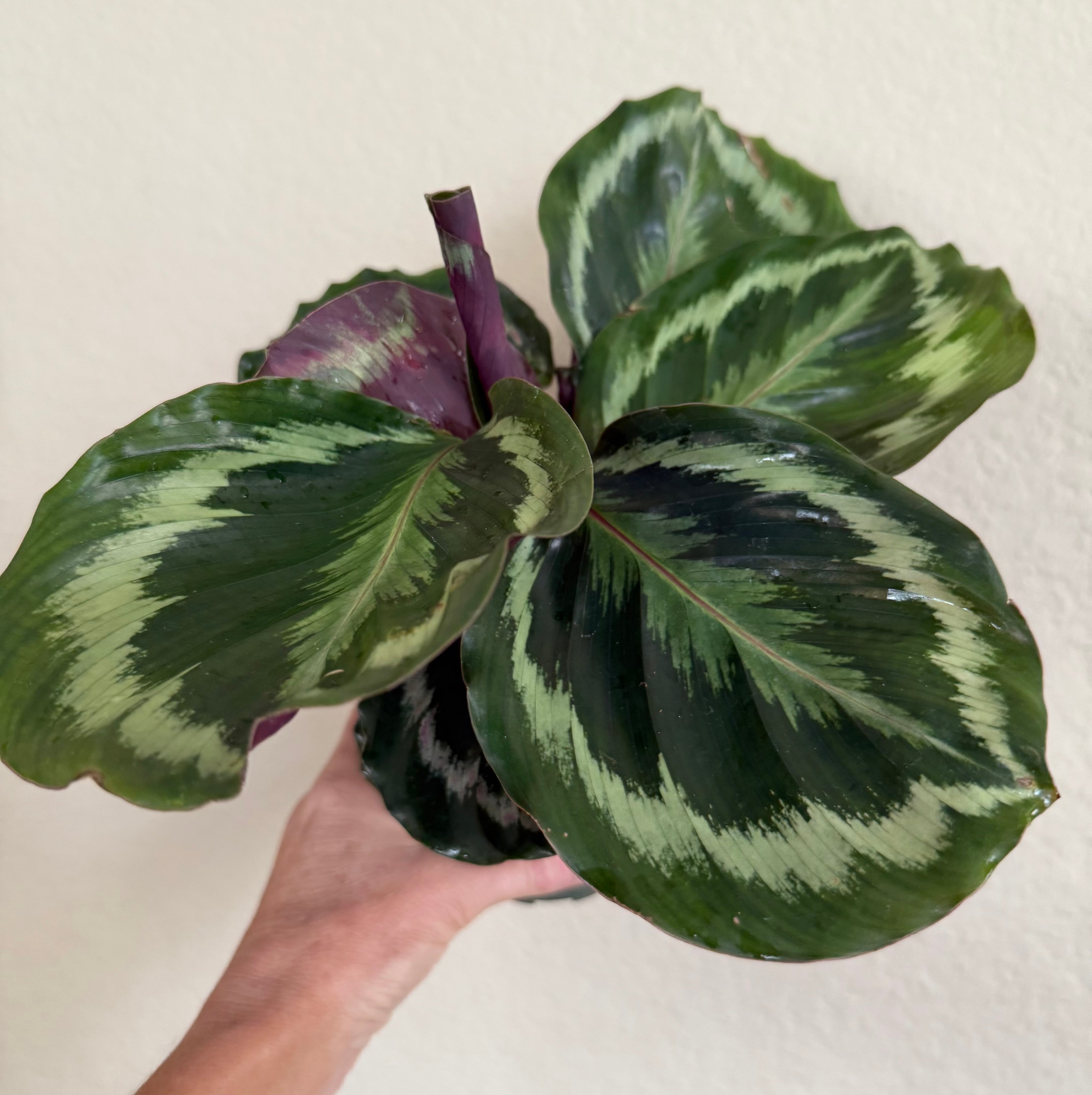 Calathea Roseopicta 'Medallion'