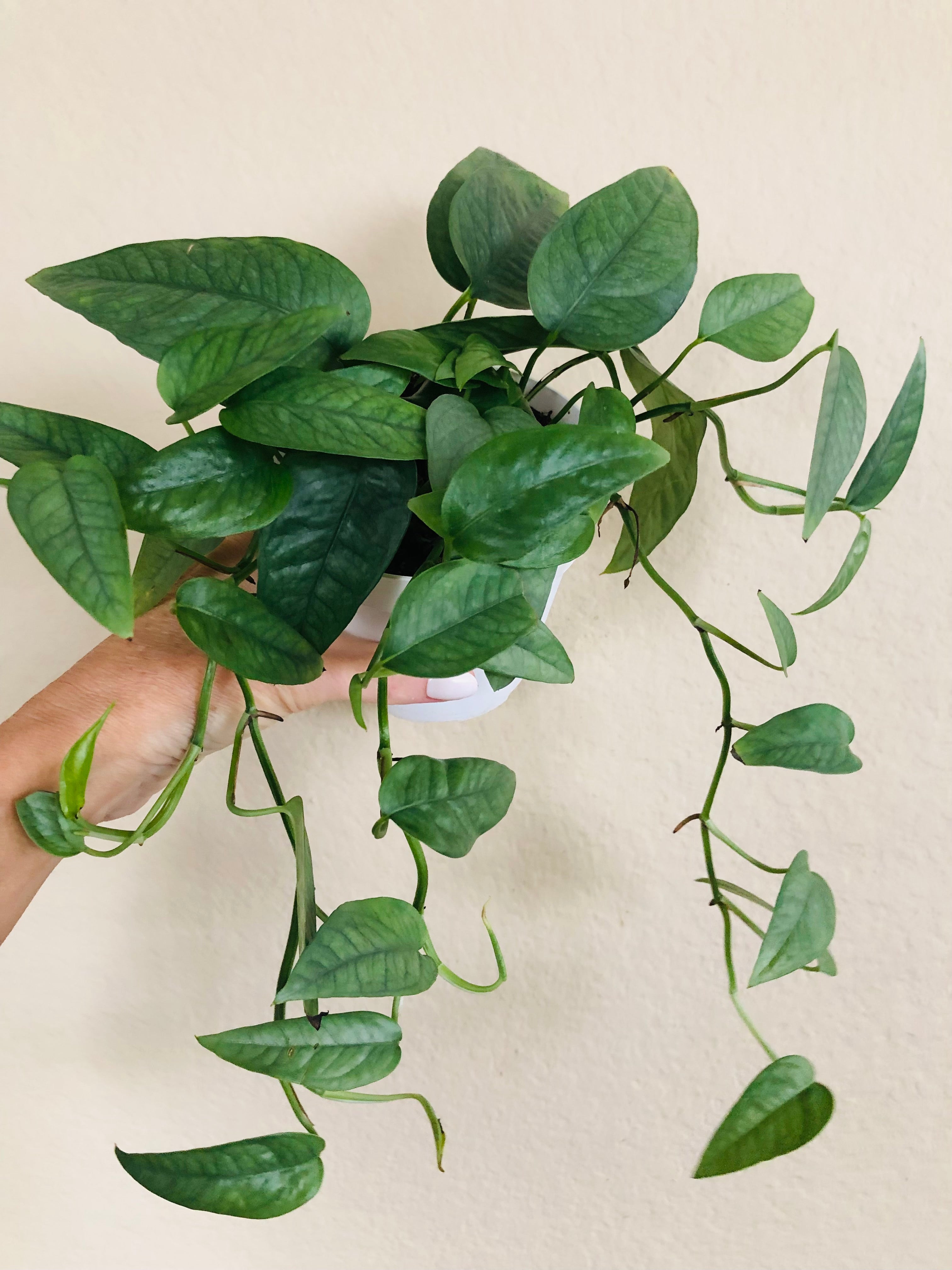 Pothos 'Cebu Blue'