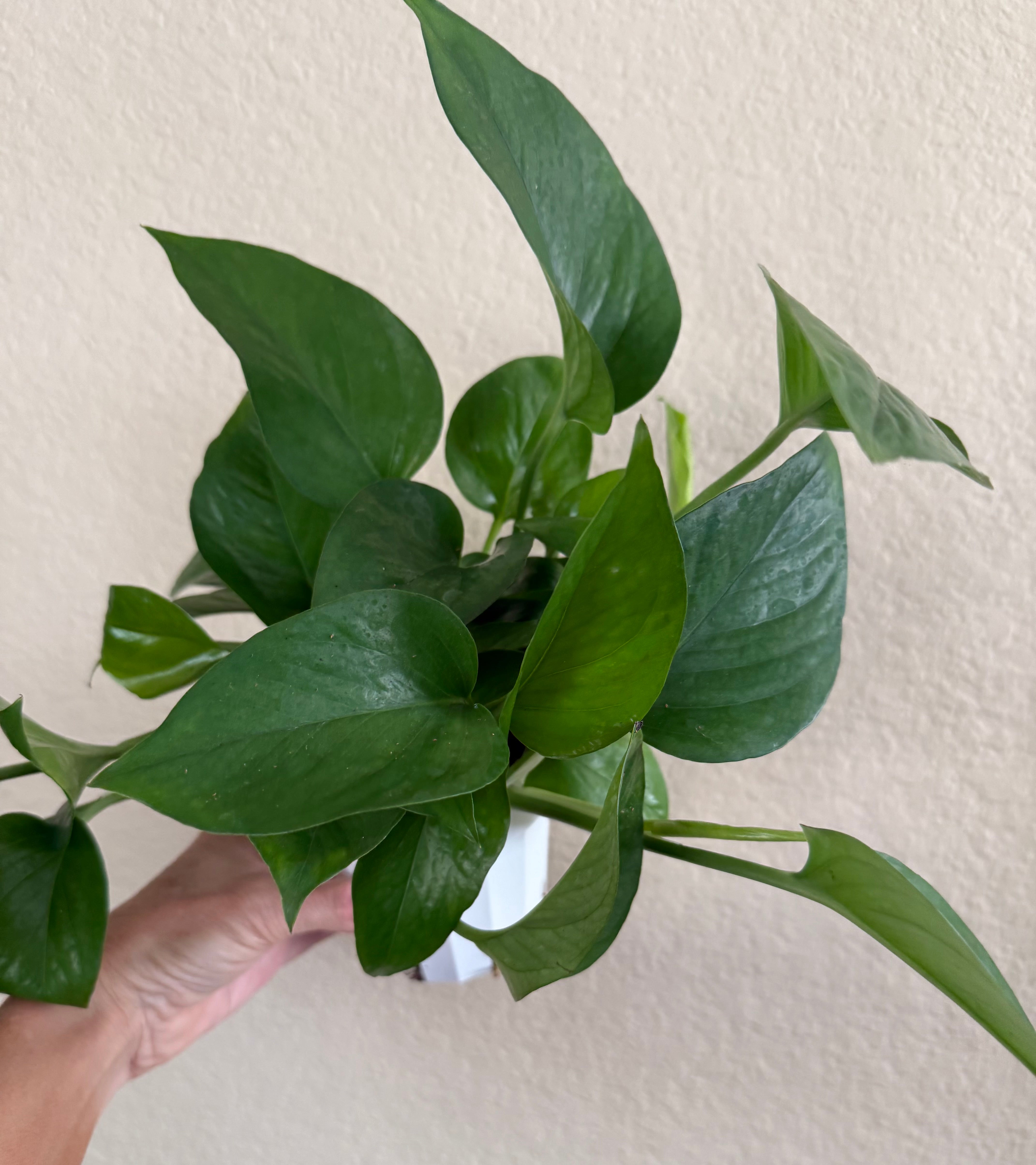 Pothos 'Jade'