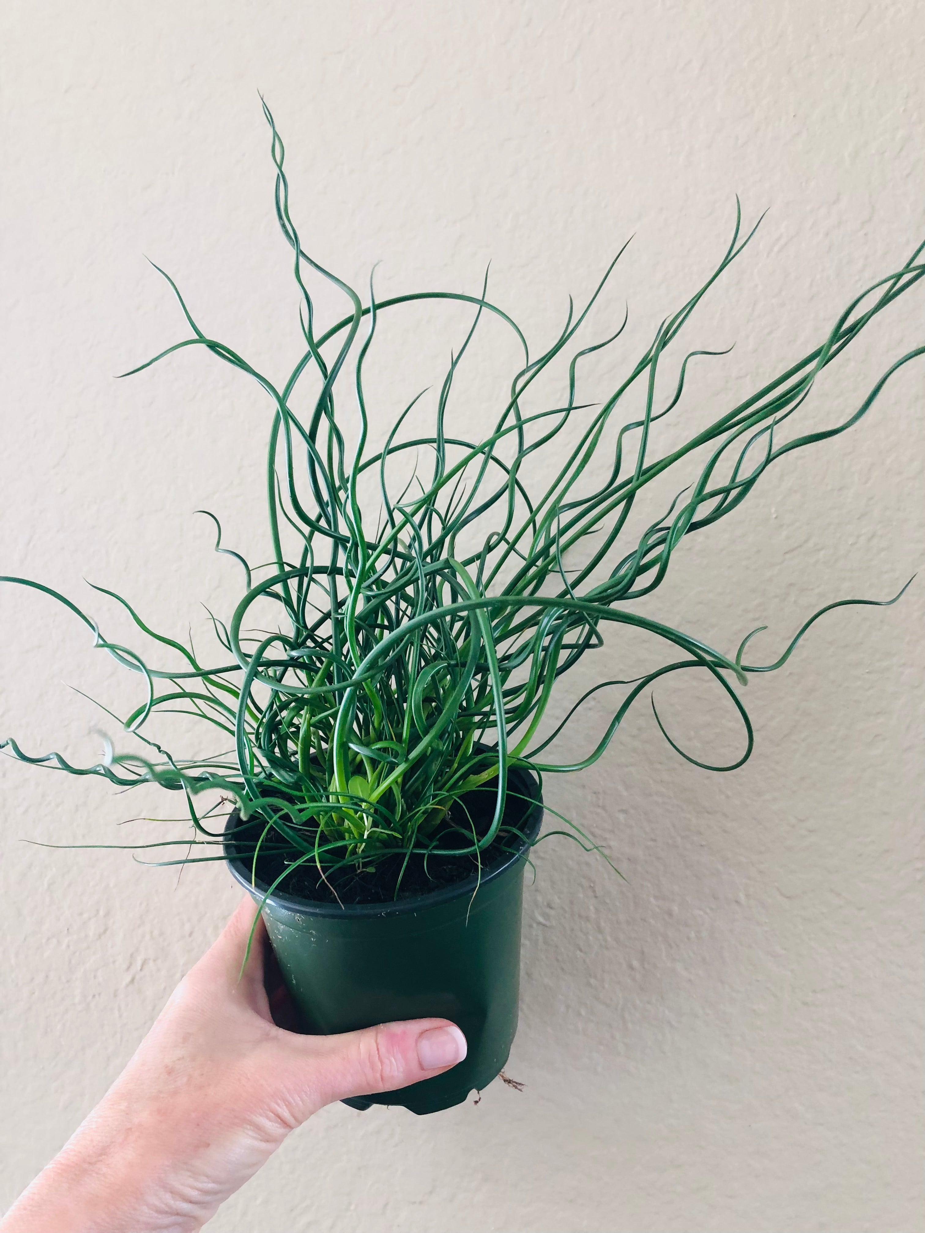 Juncus Spiral 'Corkscrew'