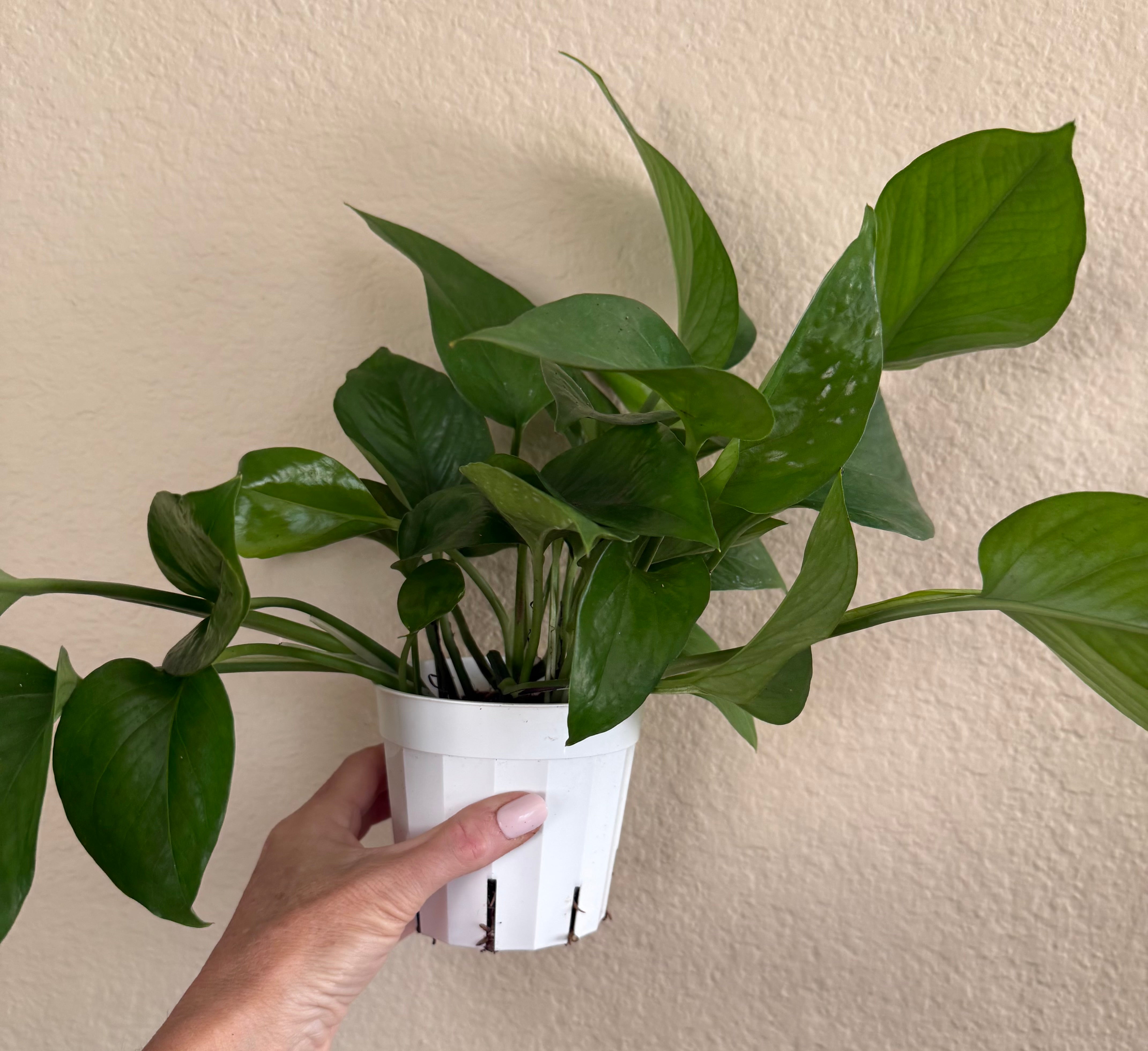 Pothos 'Jade'