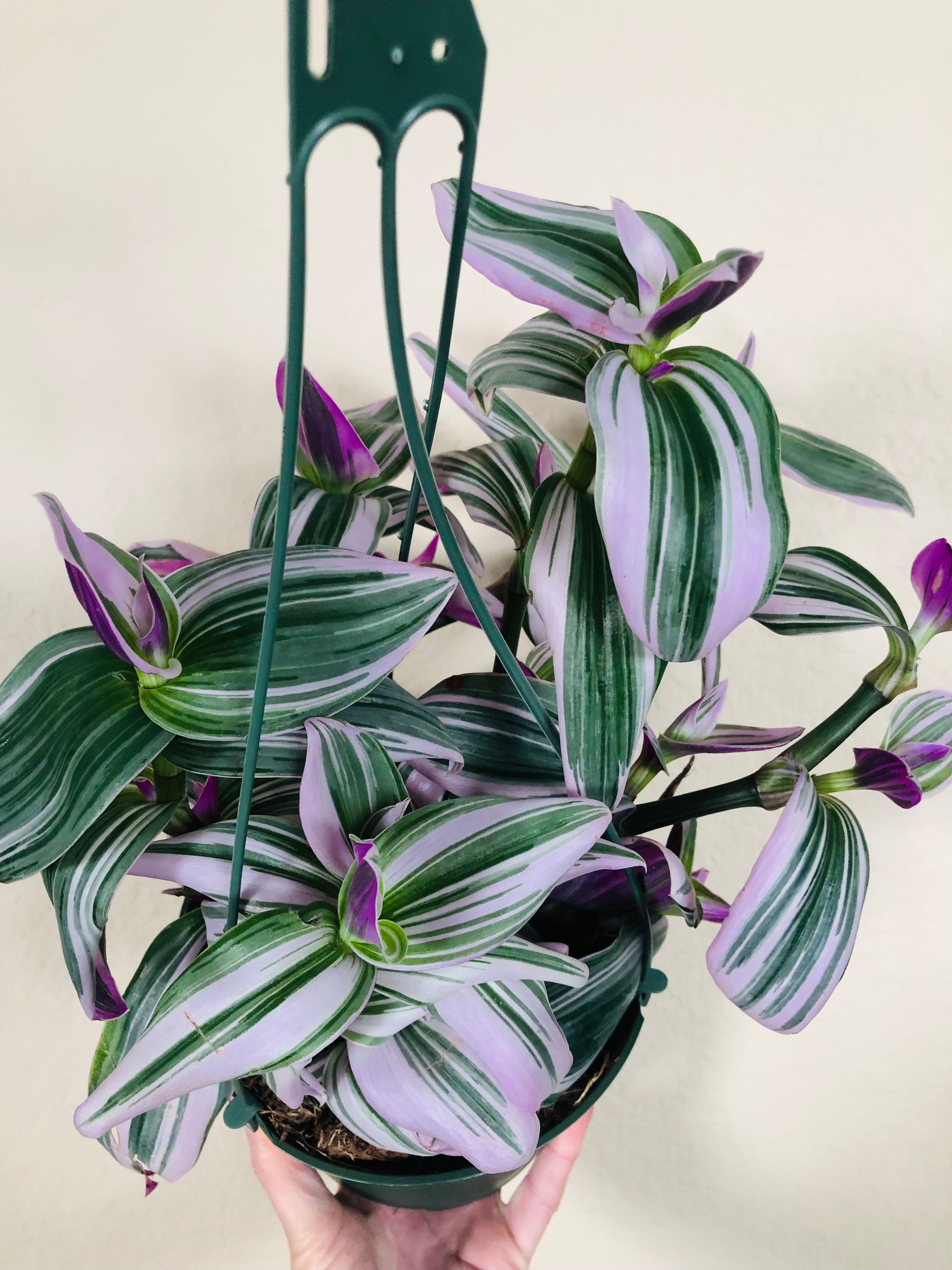 Tradescantia Nanouk