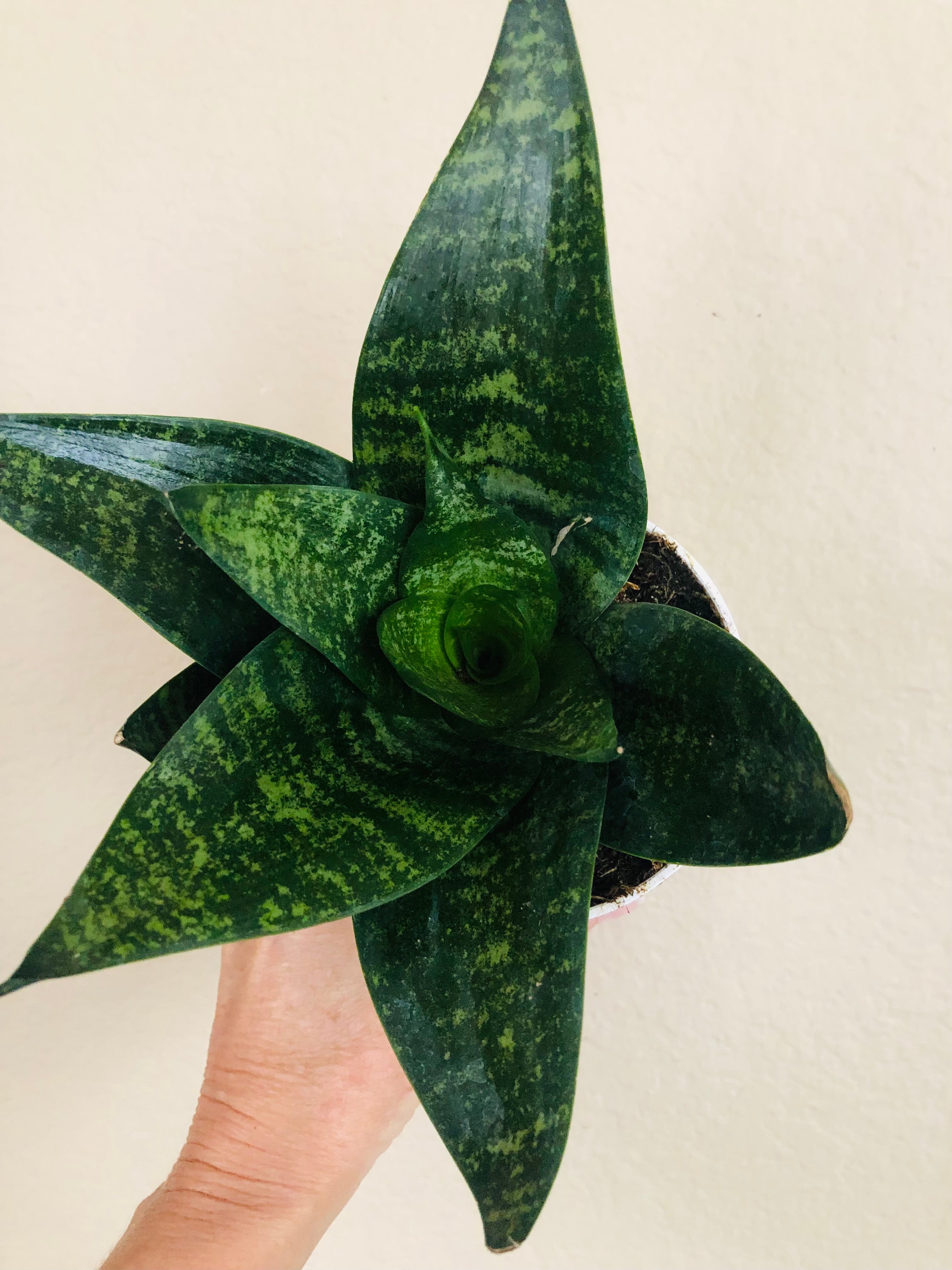 Sansevieria Hahnii 'Forest Star'