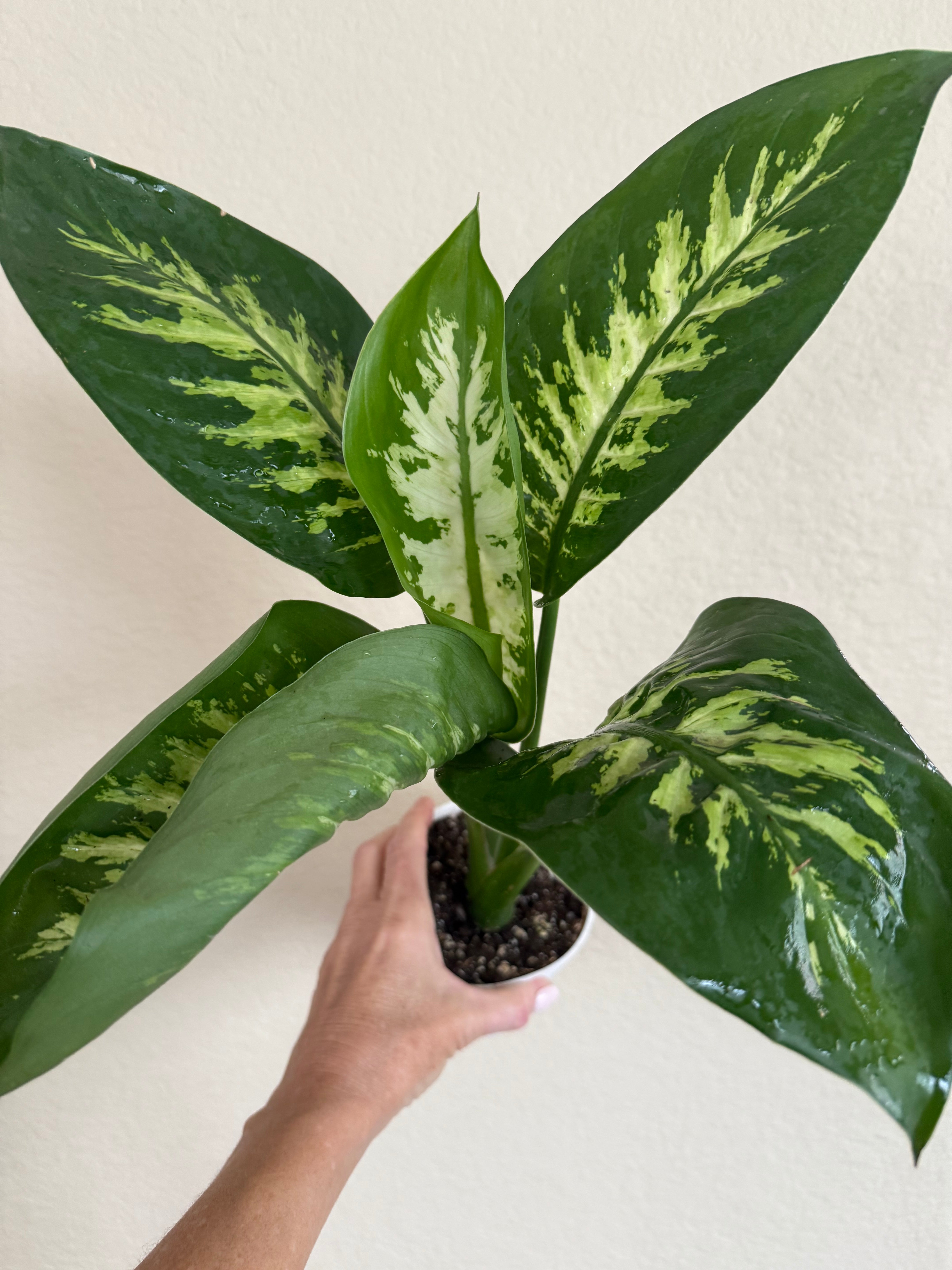 Dieffenbachia Tropic Snow