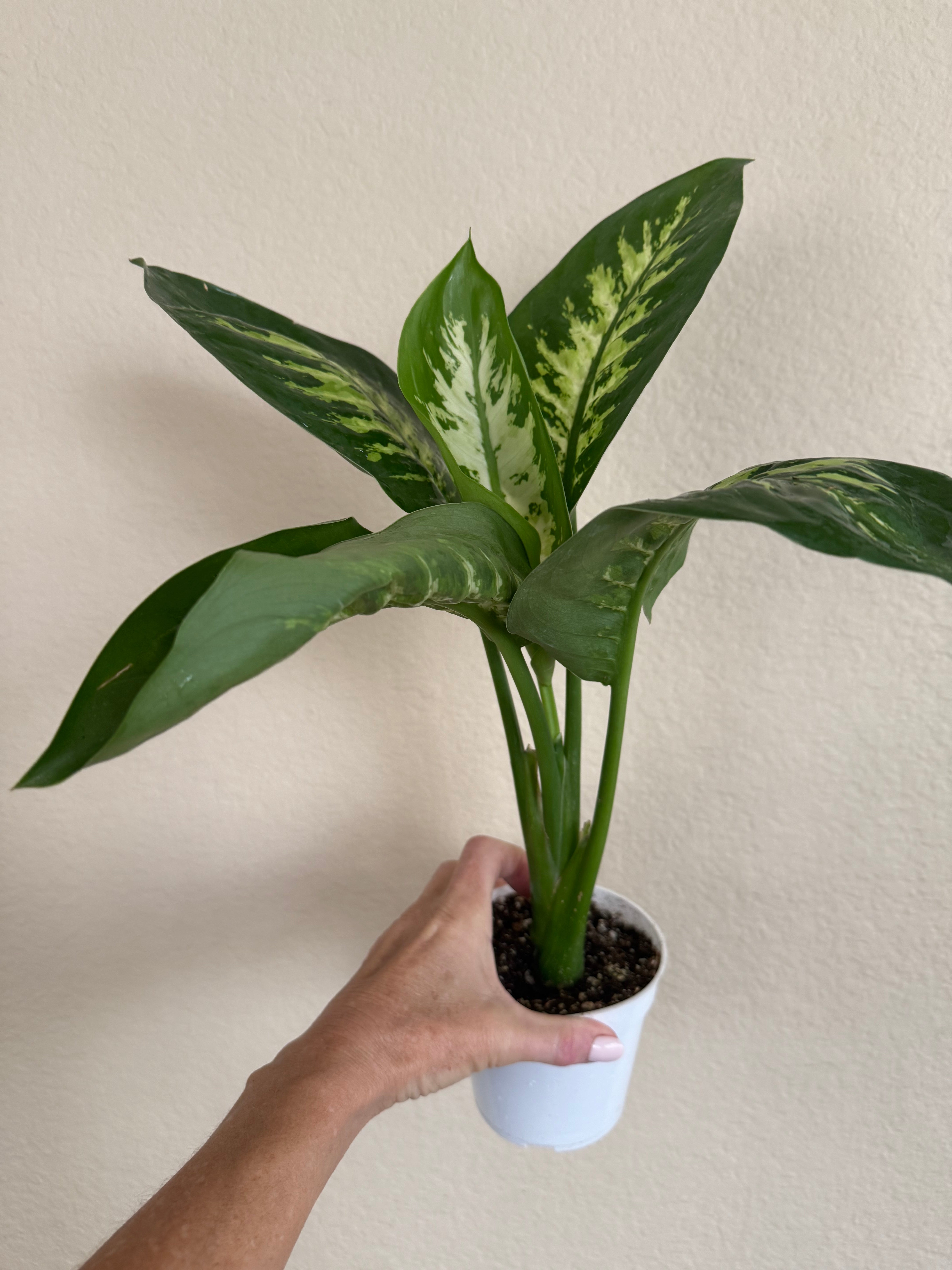 Dieffenbachia Tropic Snow
