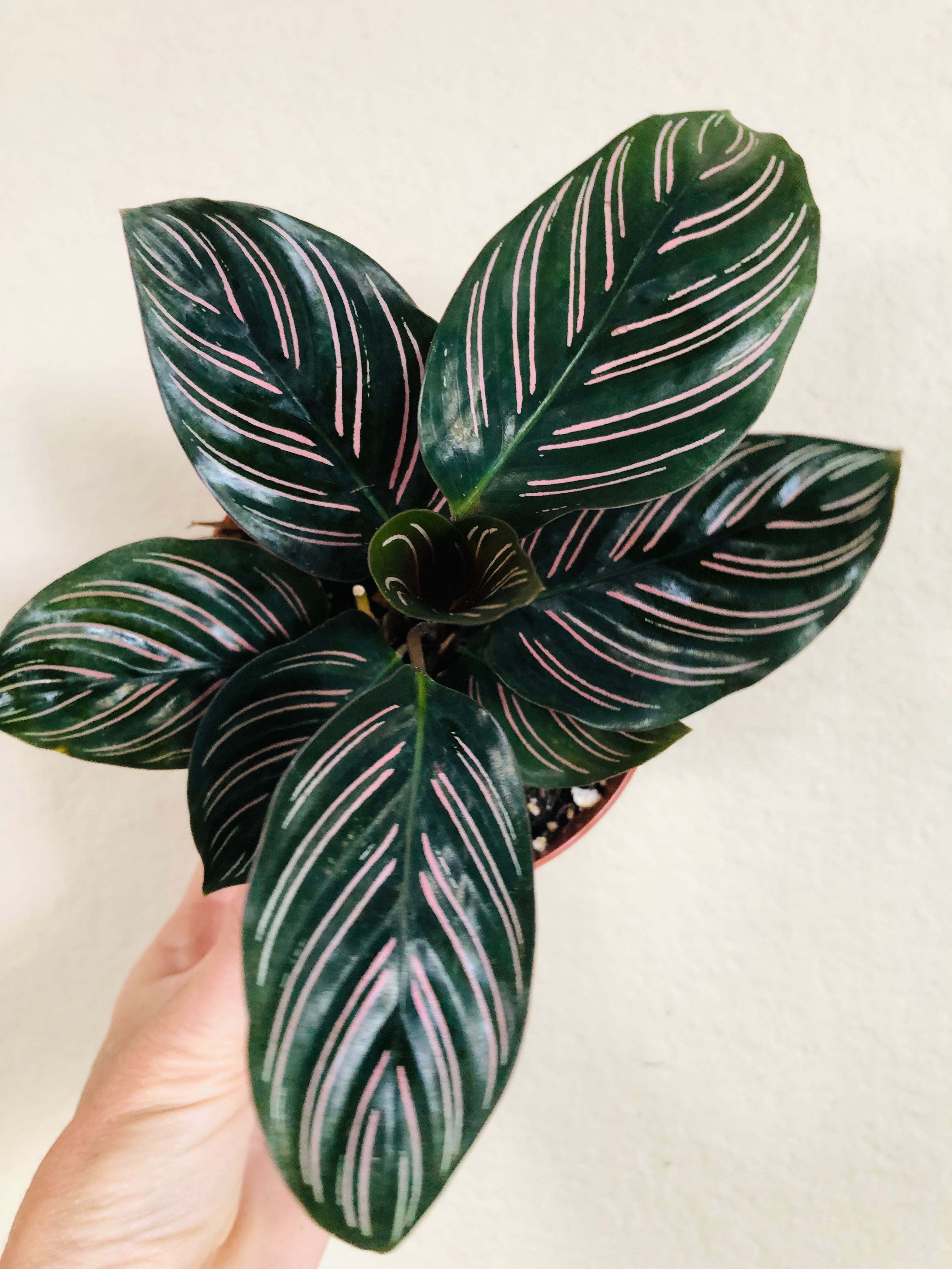 Calathea 'Ornata'