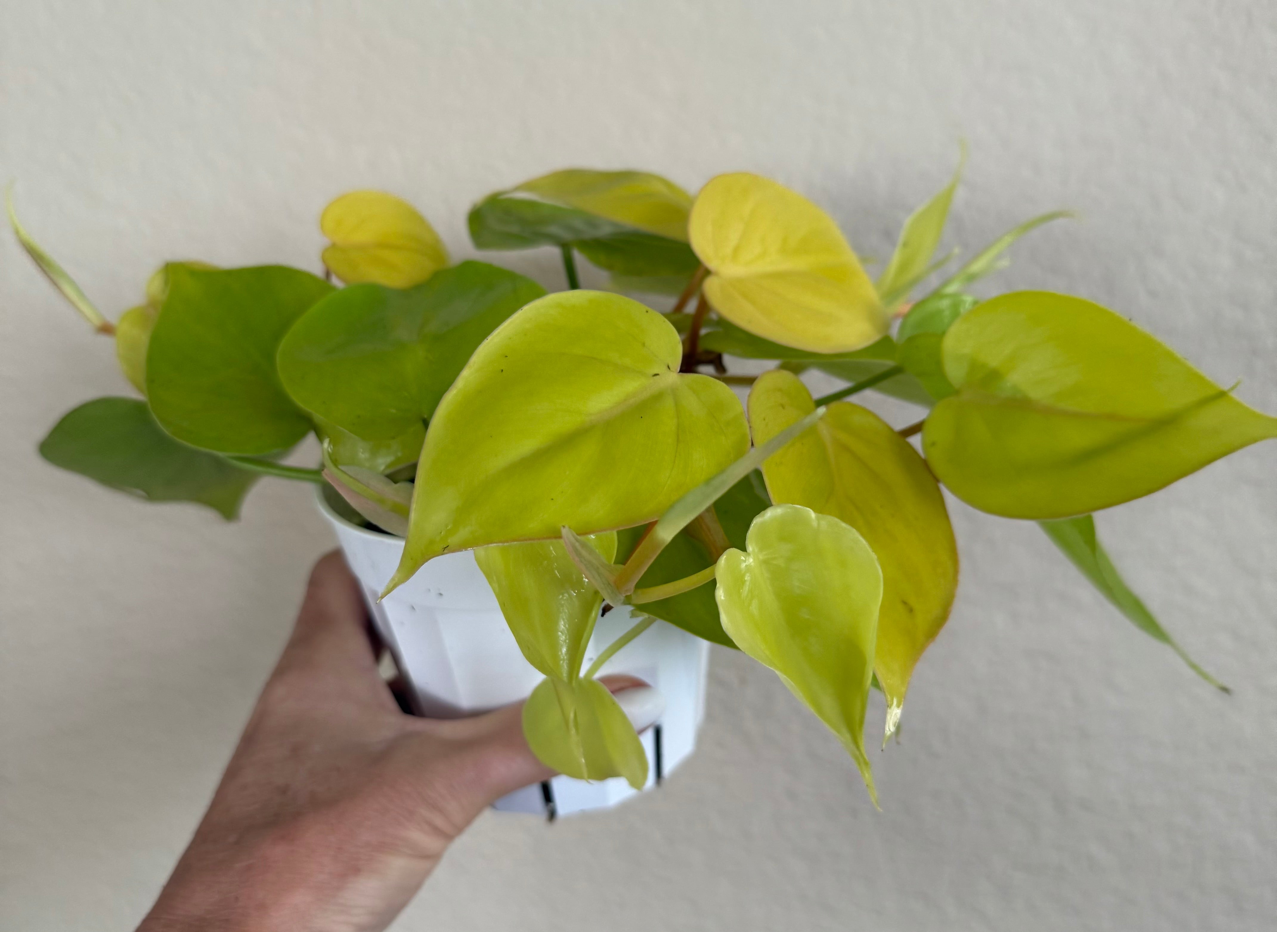 Philodendron Cordatum 'Neon'