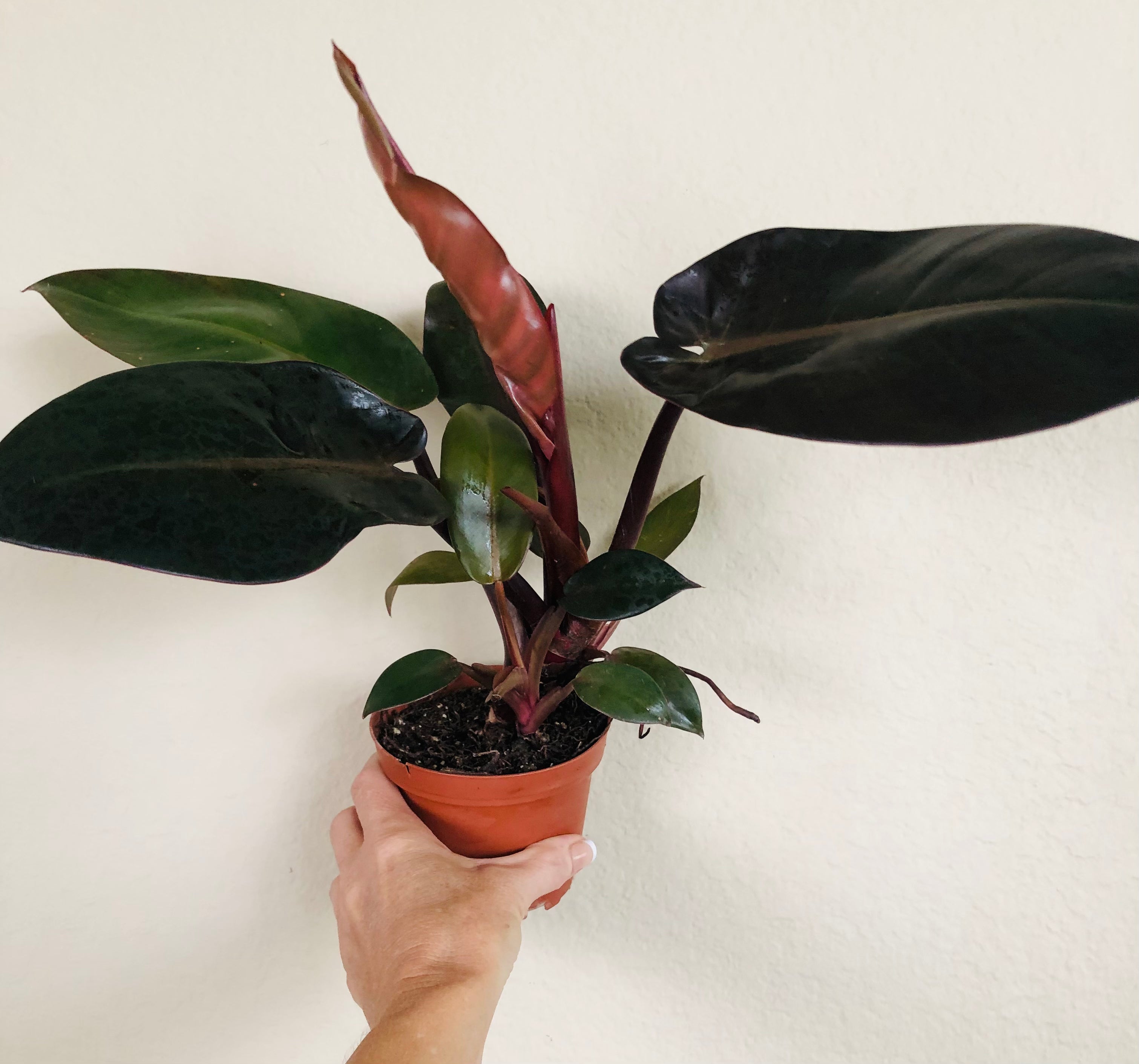 Philodendron 'Black Cardinal'