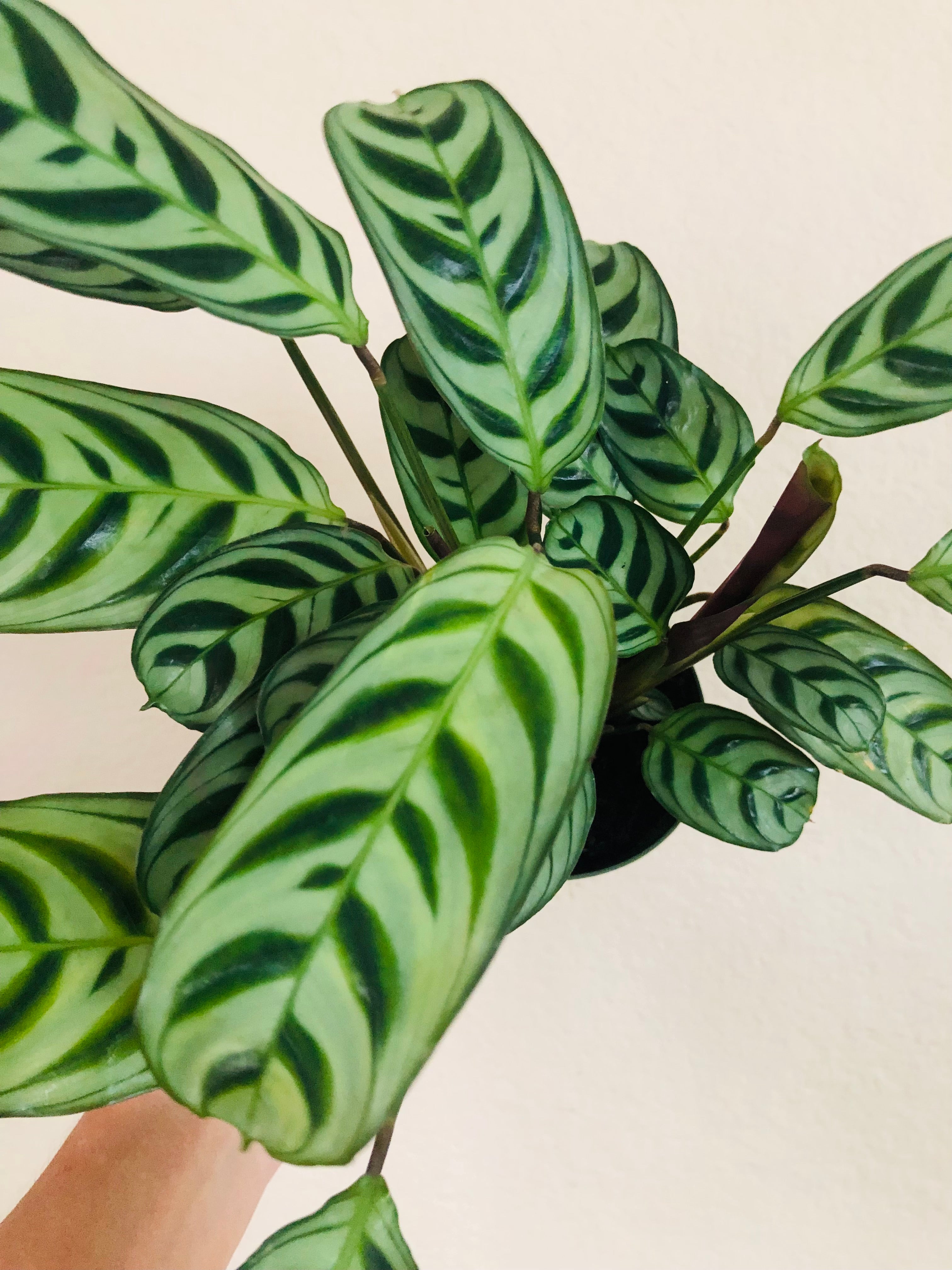 Calathea 'Burle Marxii'