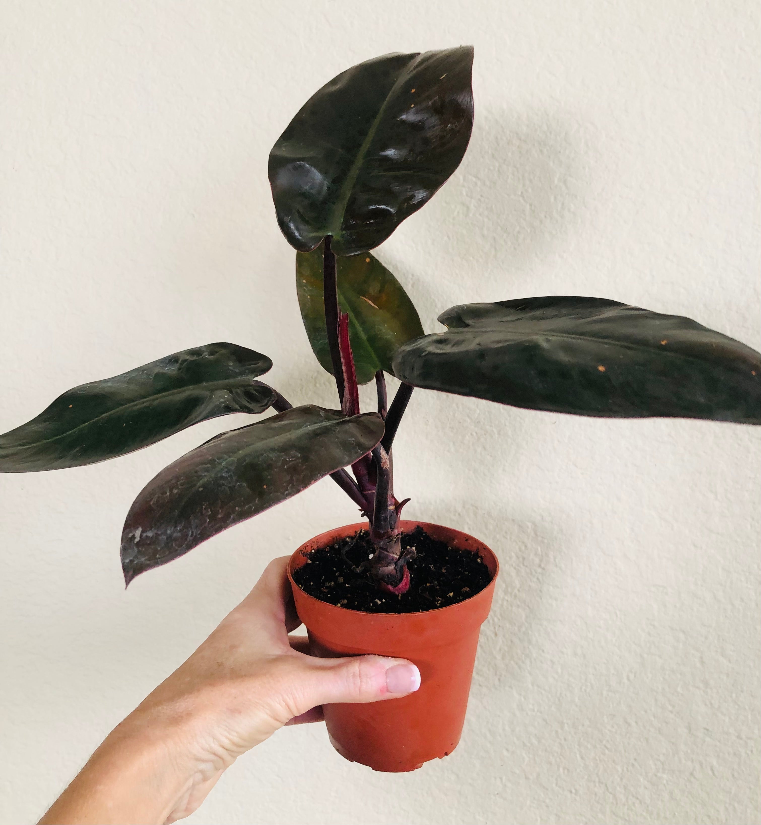 Philodendron 'Black Cardinal'