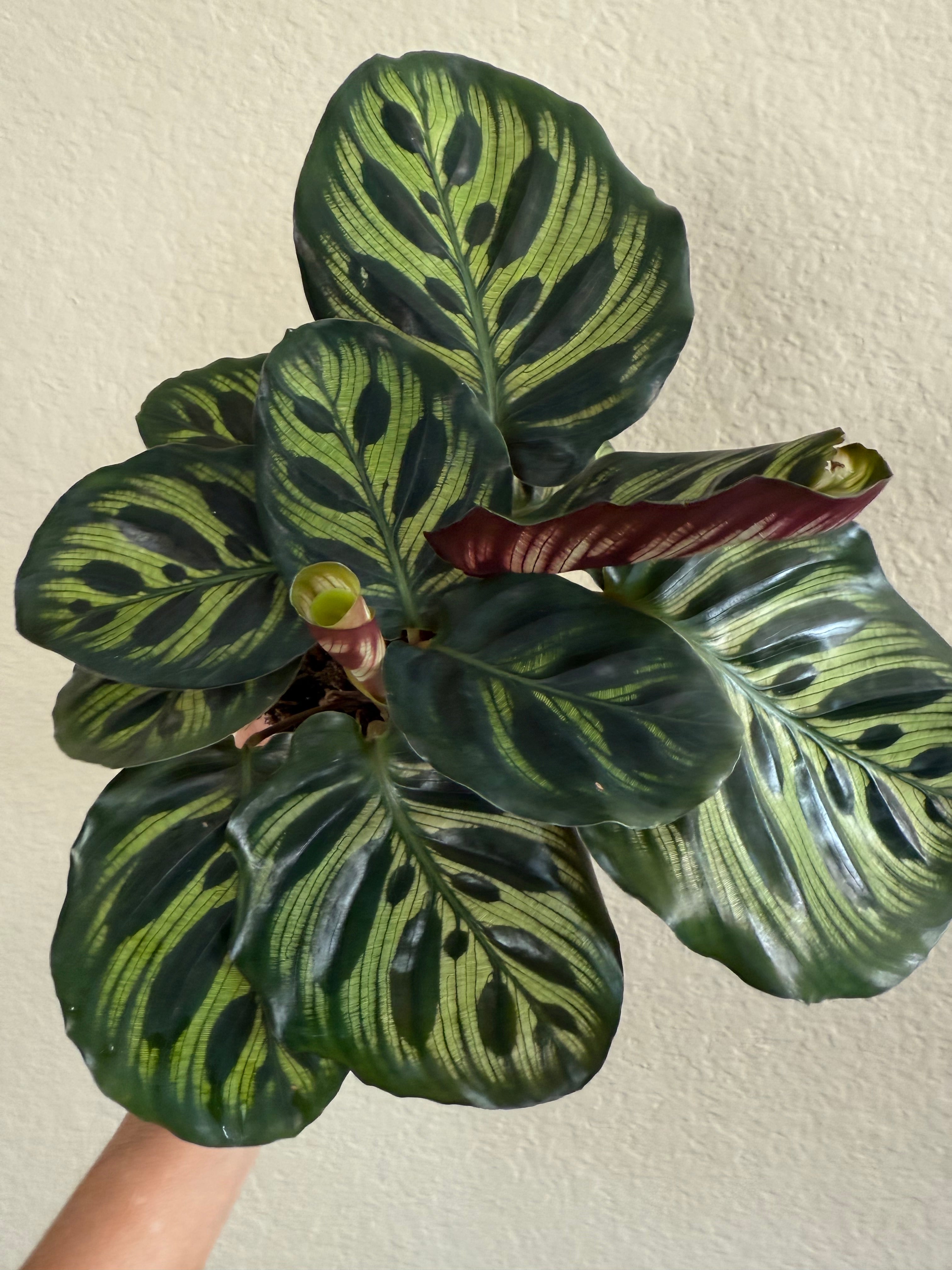 Calathea Makoyana 'Peacock'