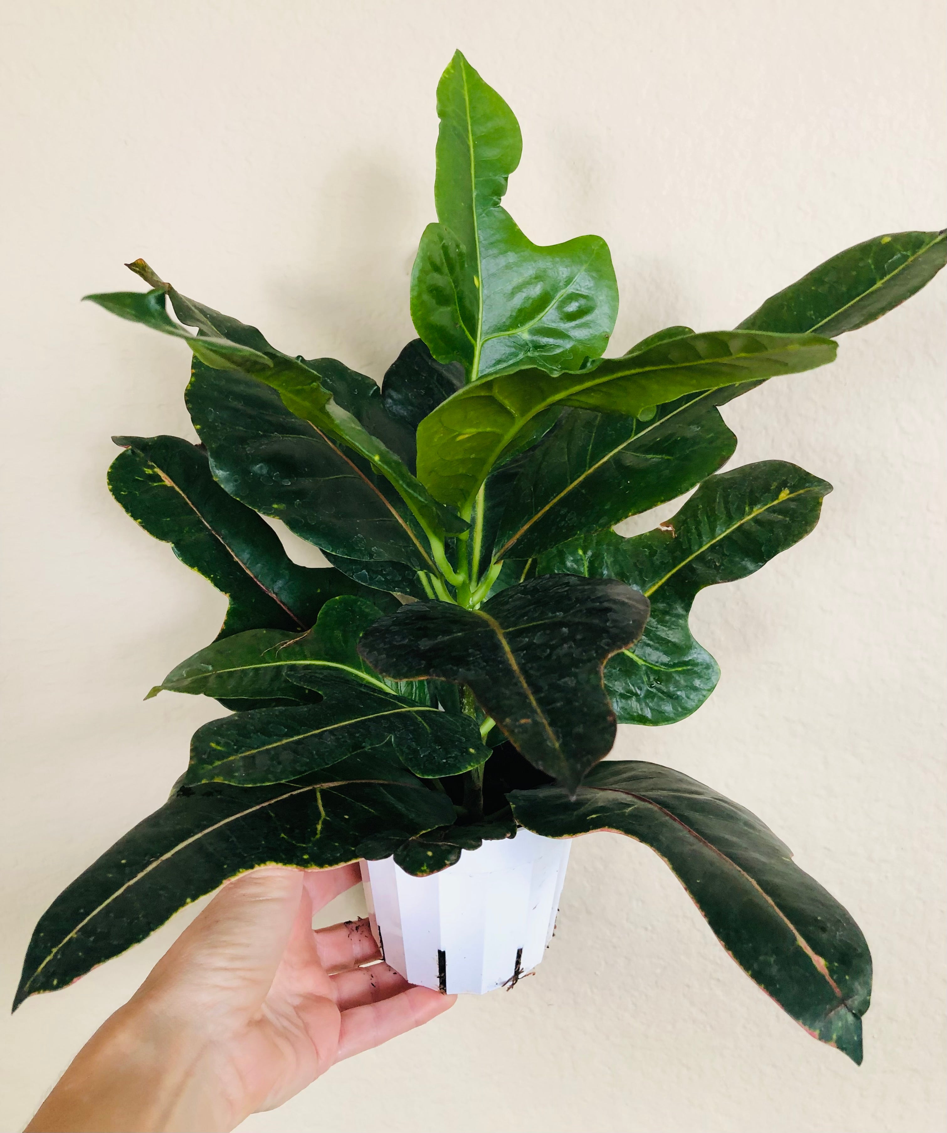 Croton Oakleaf