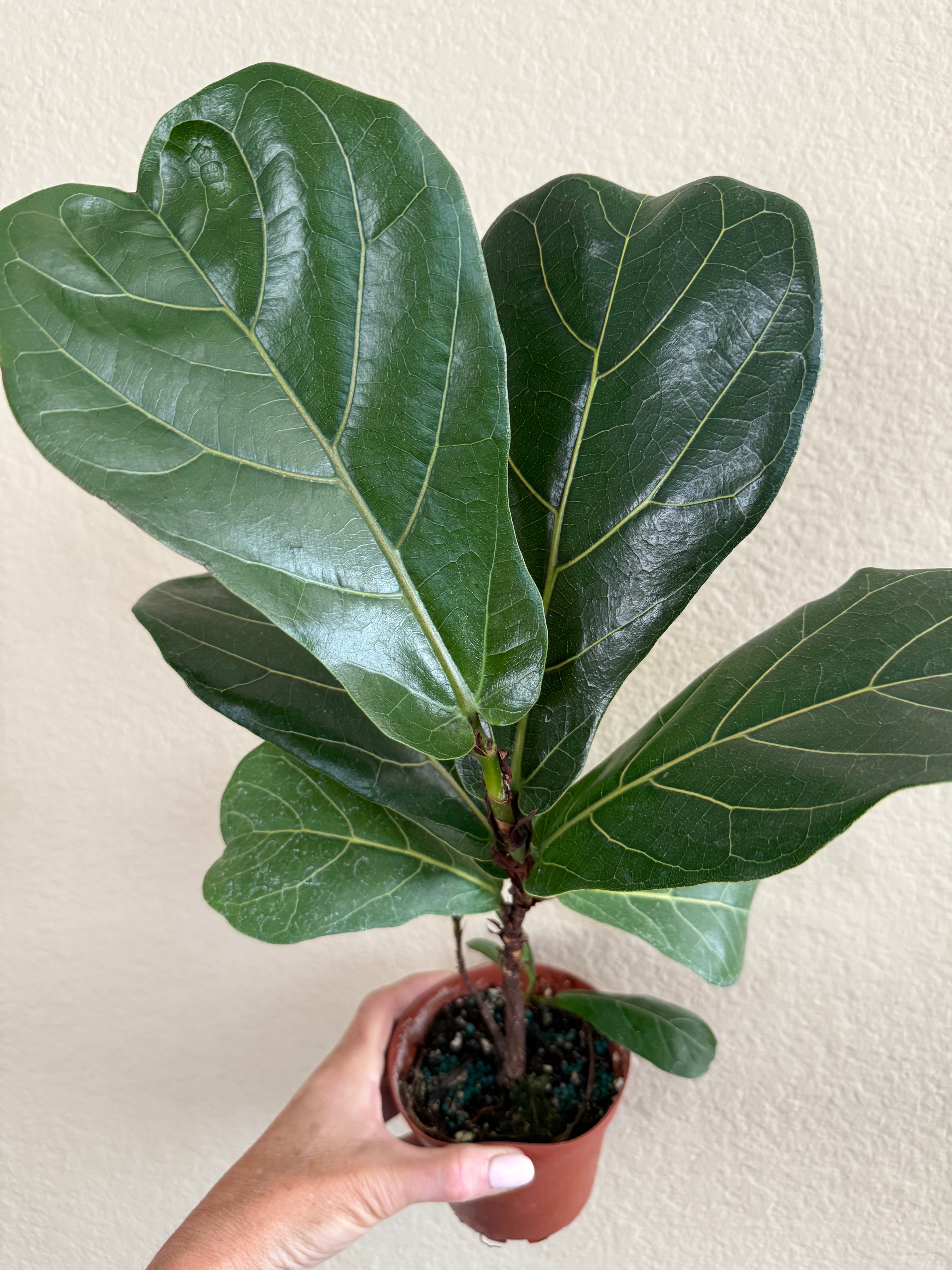 Ficus Lyrata 'Little Sunshine' | Fiddle Leaf Fig