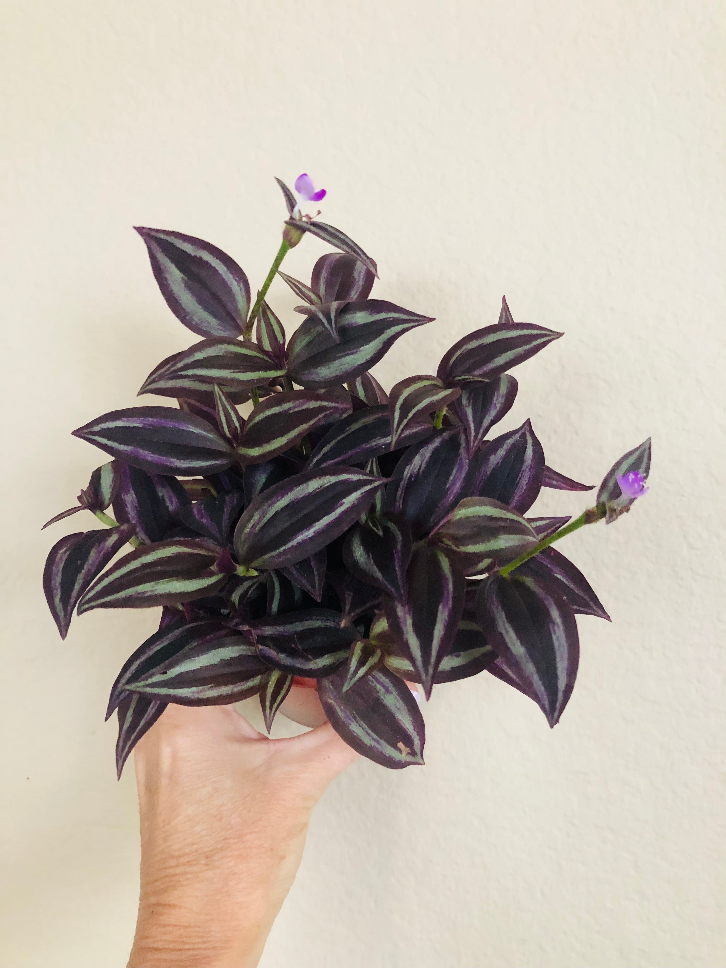 Tradescantia 'Red Gem'