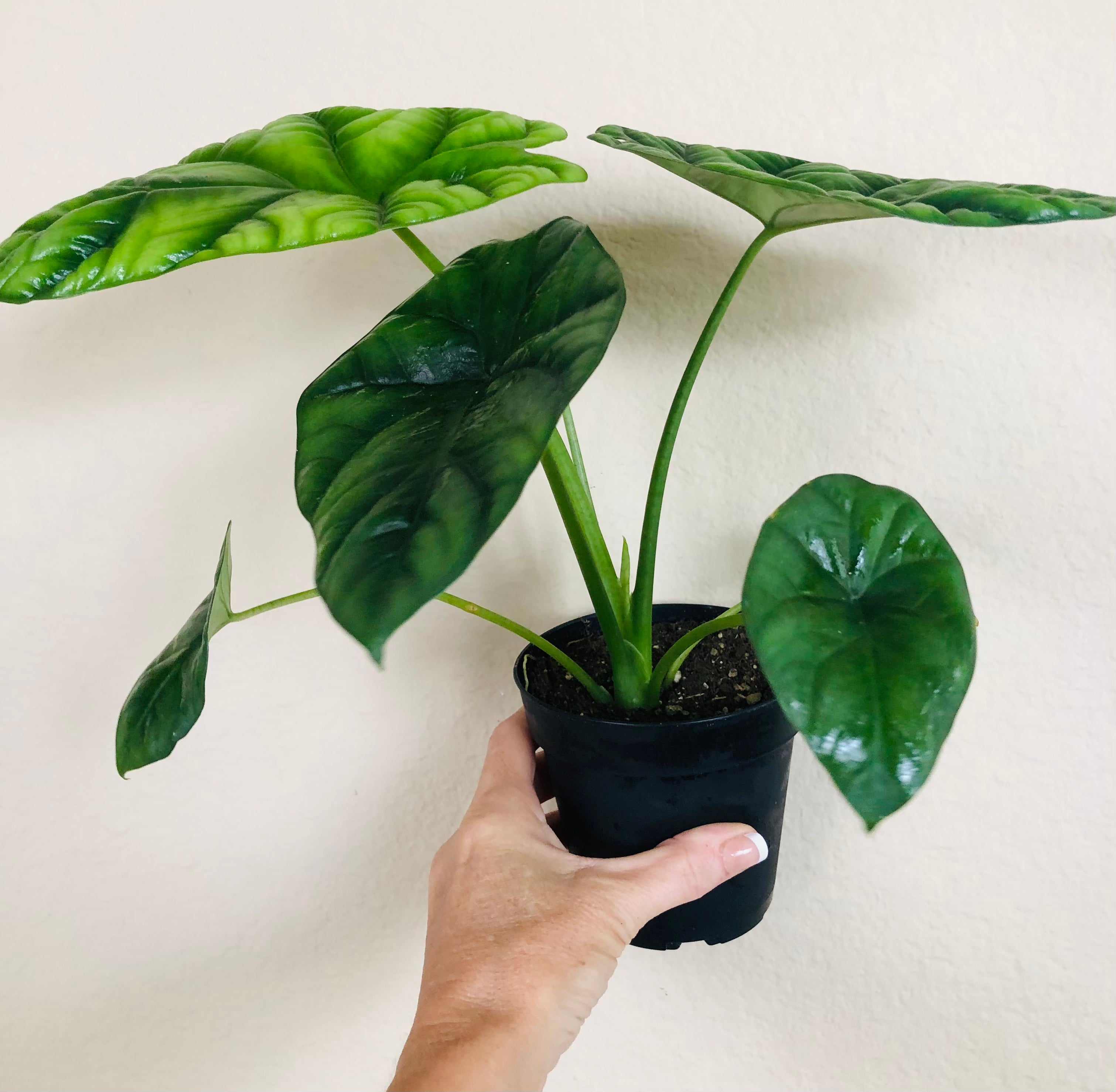 Alocasia 'Quilted Dreams'