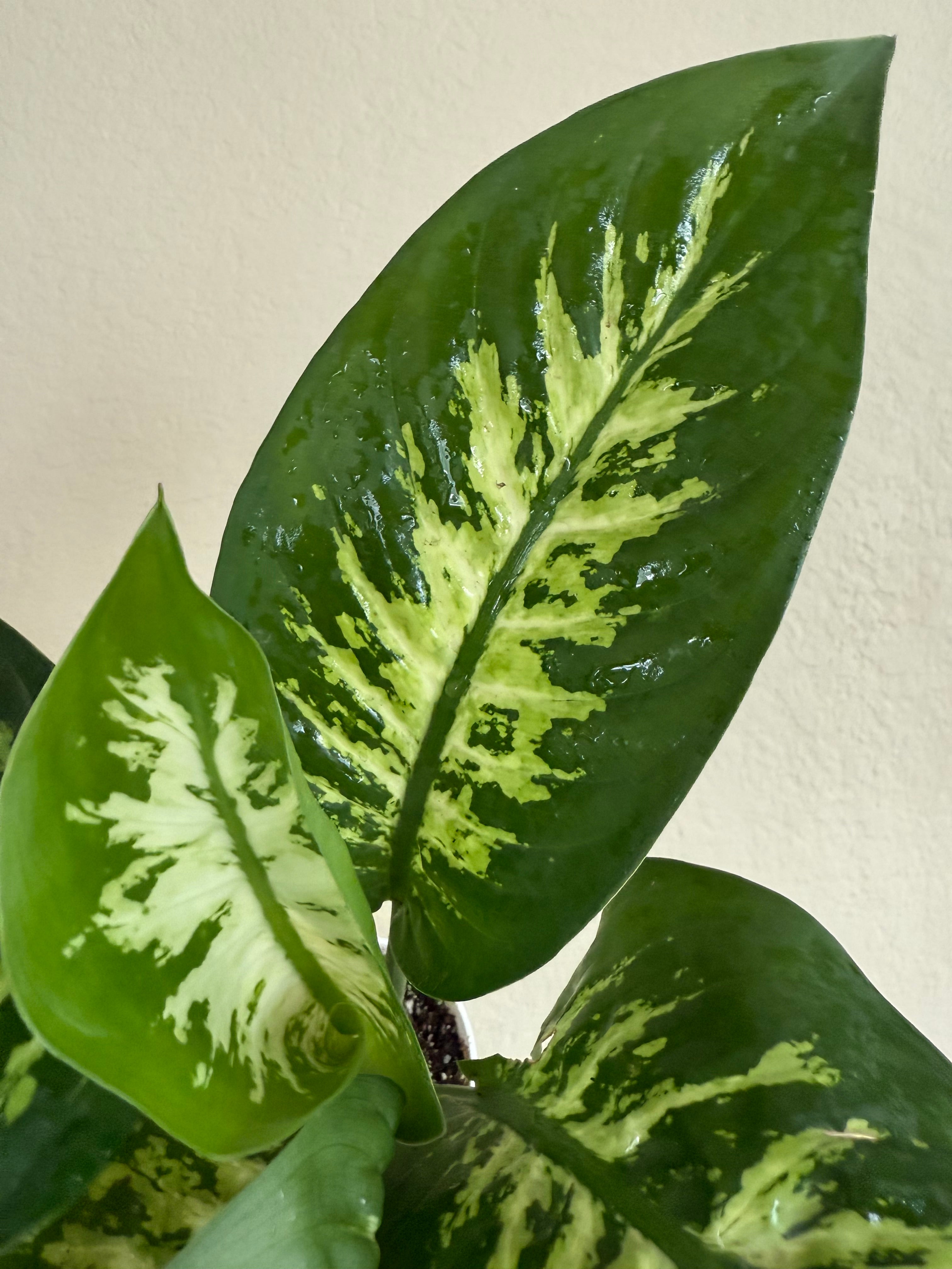 Dieffenbachia Tropic Snow