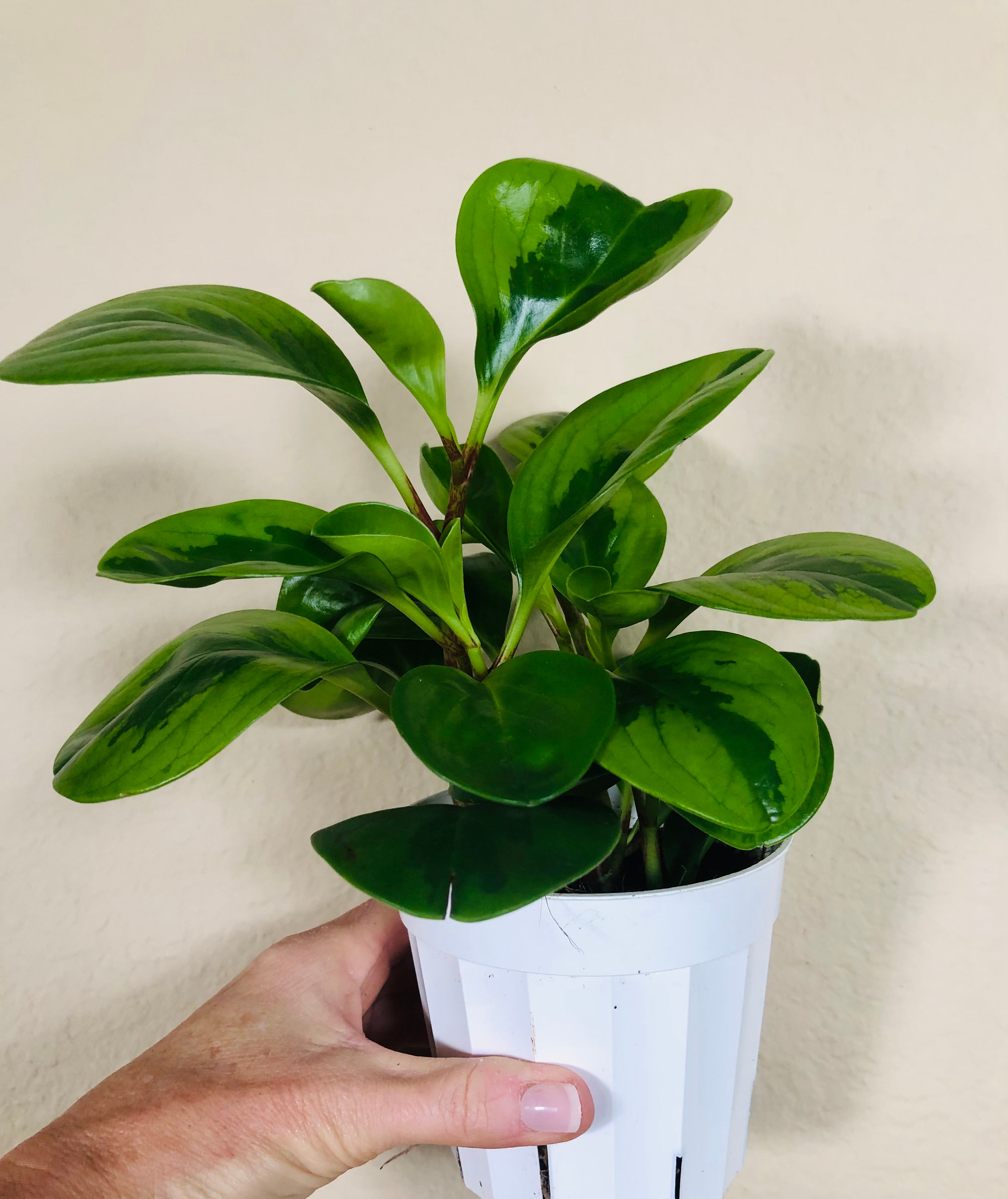 Peperomia Obtusifolia  'Lemon Lime'