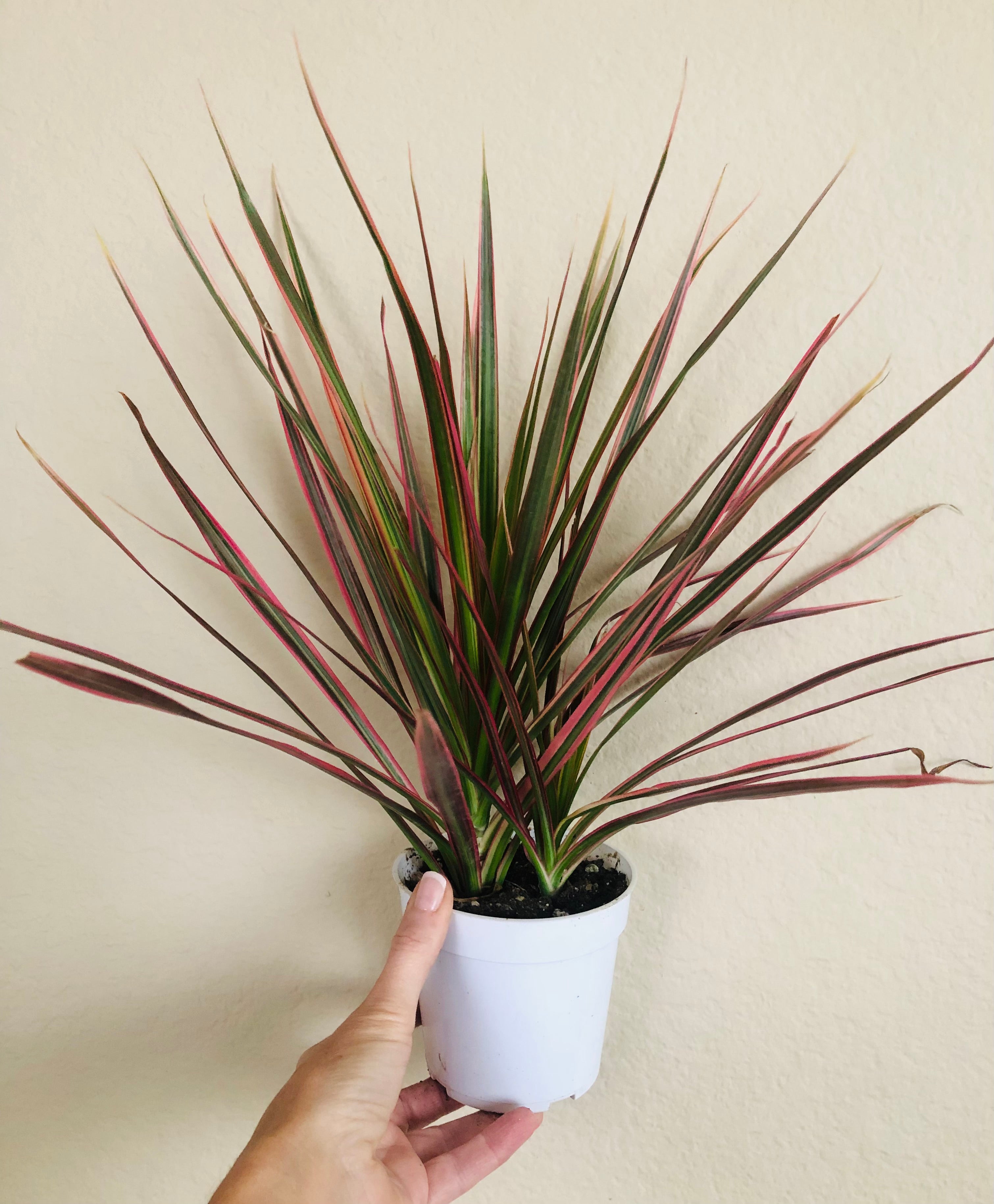 Dracaena Colorama