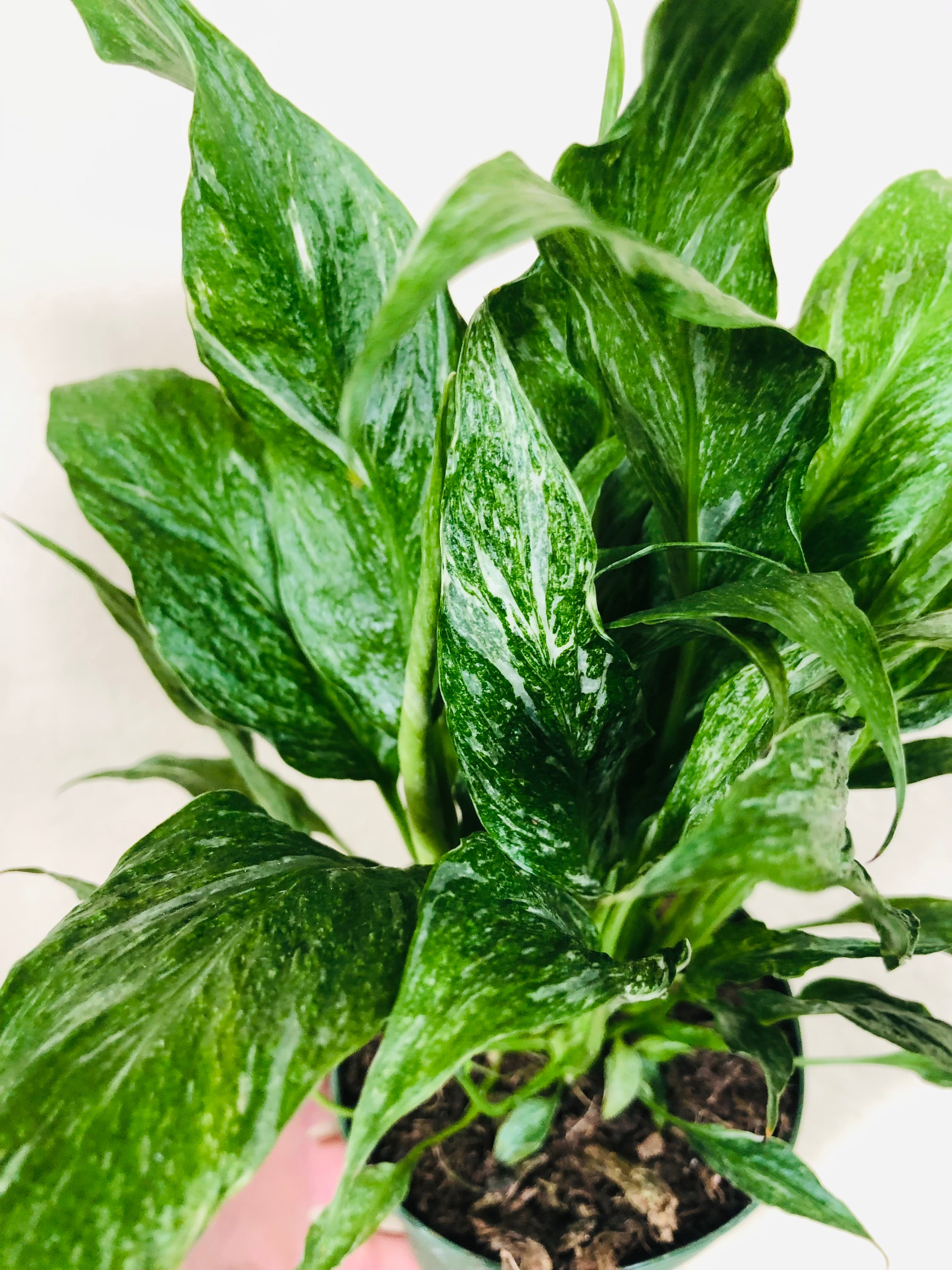 Spathiphyllum ‘Domino’ | Peace Lily Domino