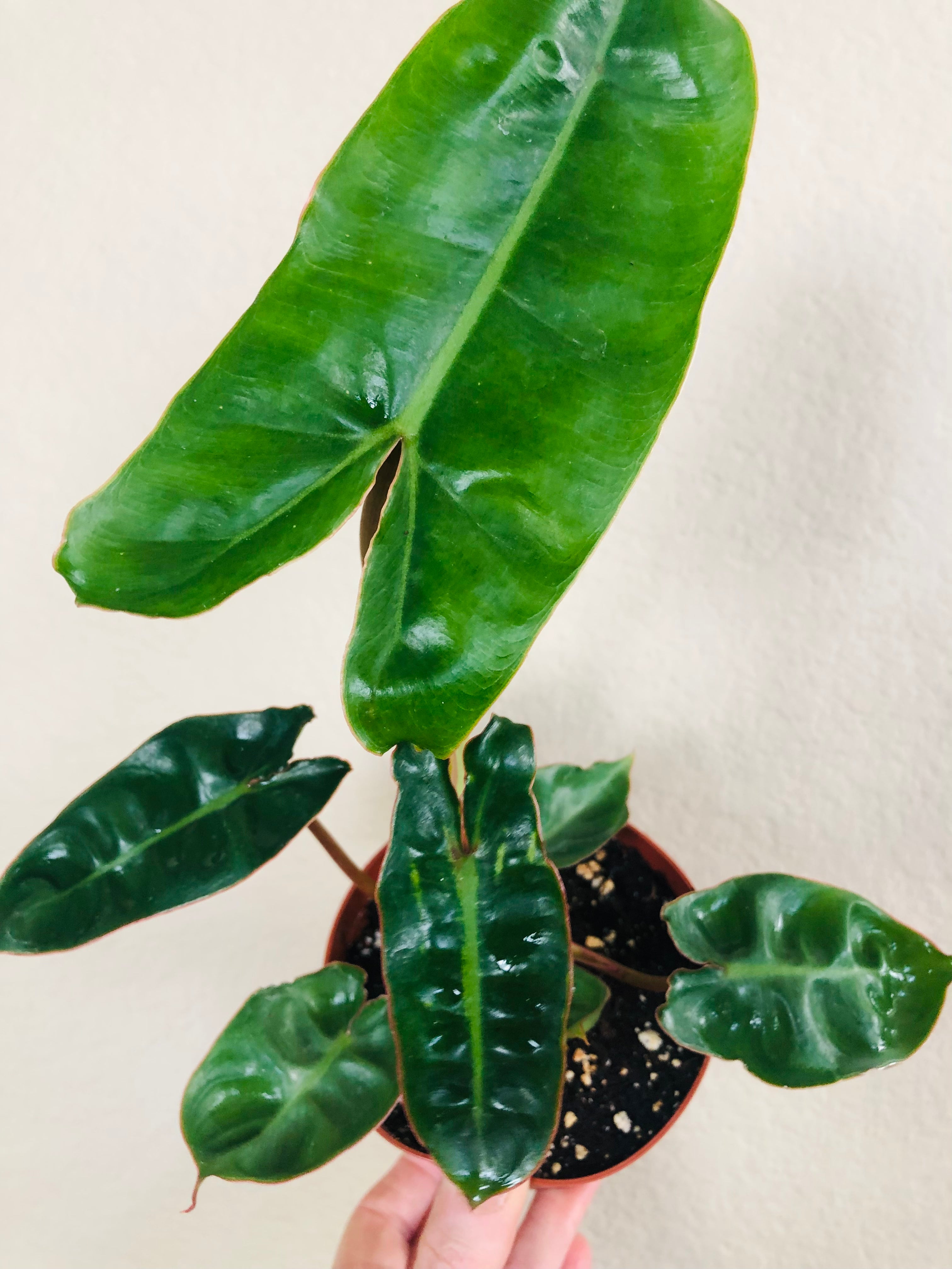 Philodendron 'Billietiae'