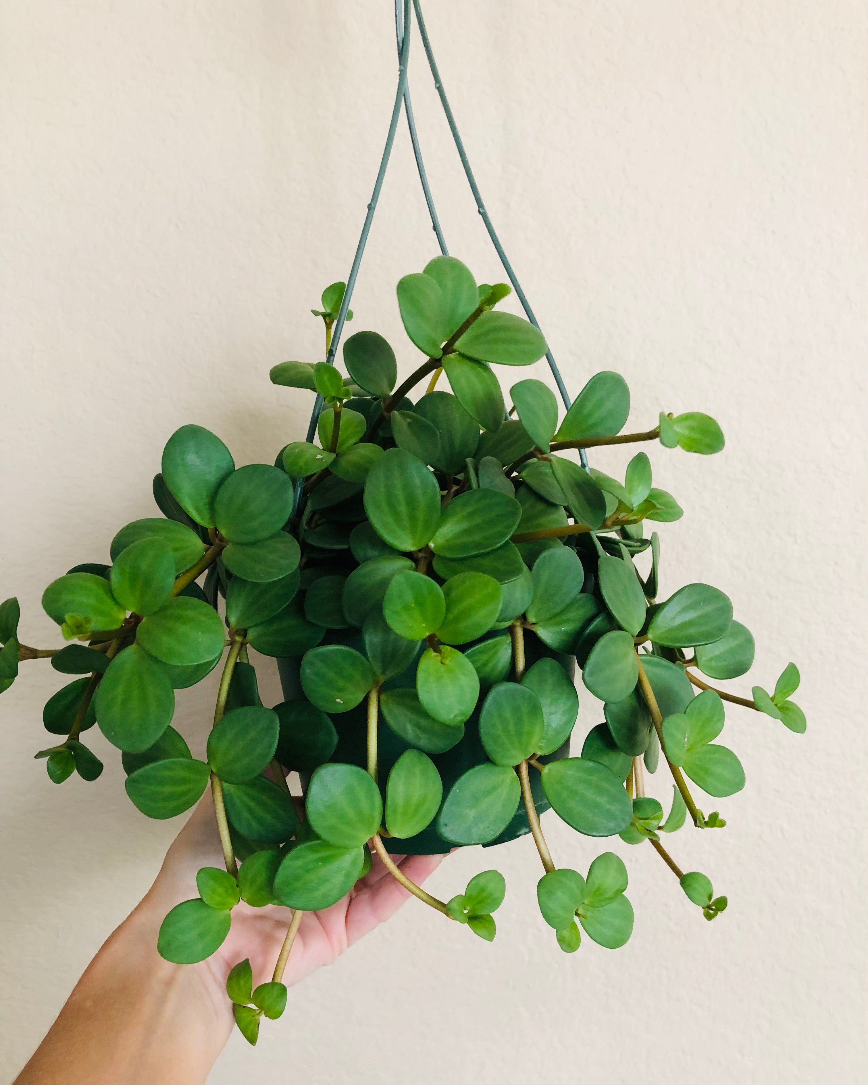 Peperomia 'Hope'