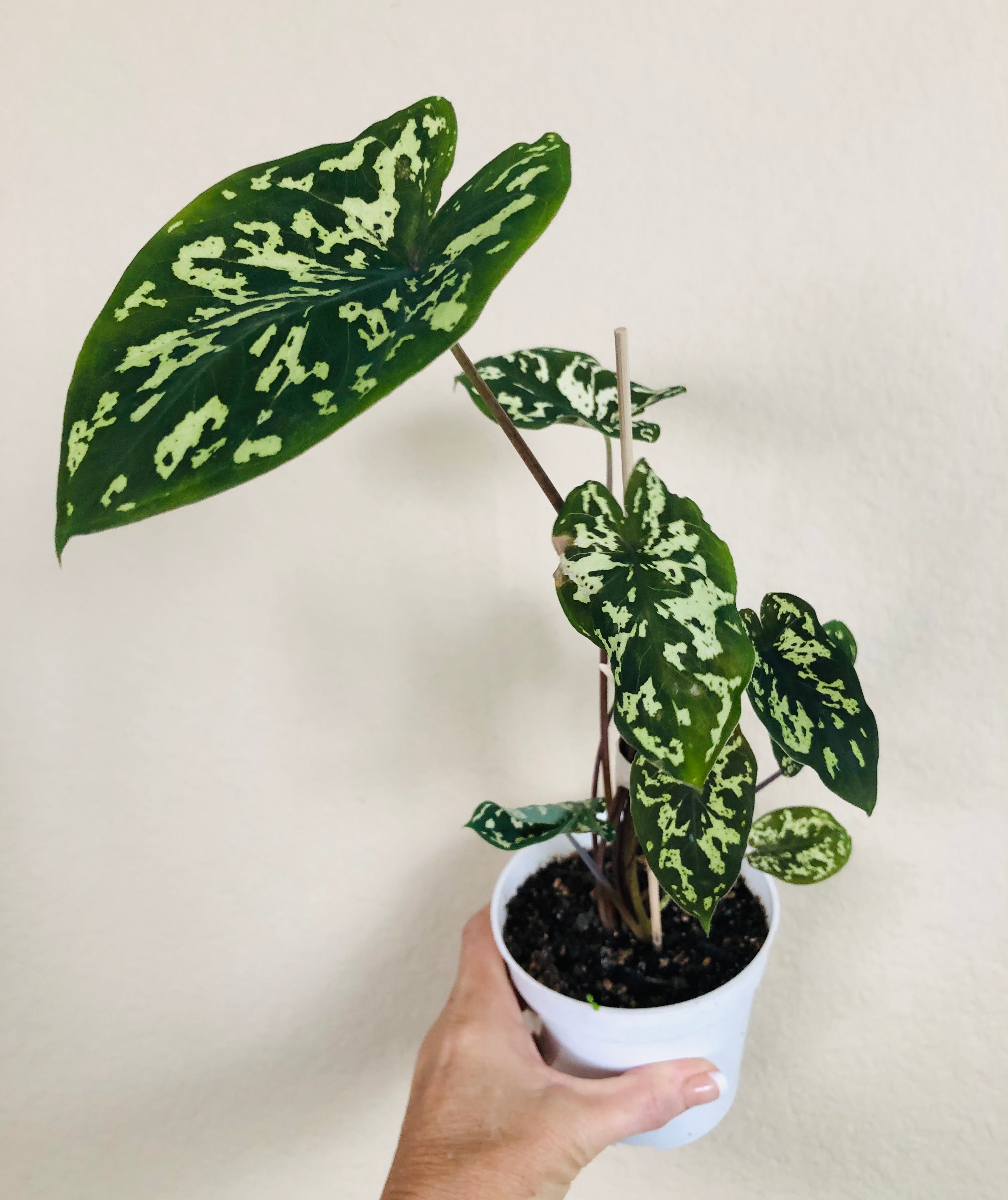 Alocasia Hilo Beauty