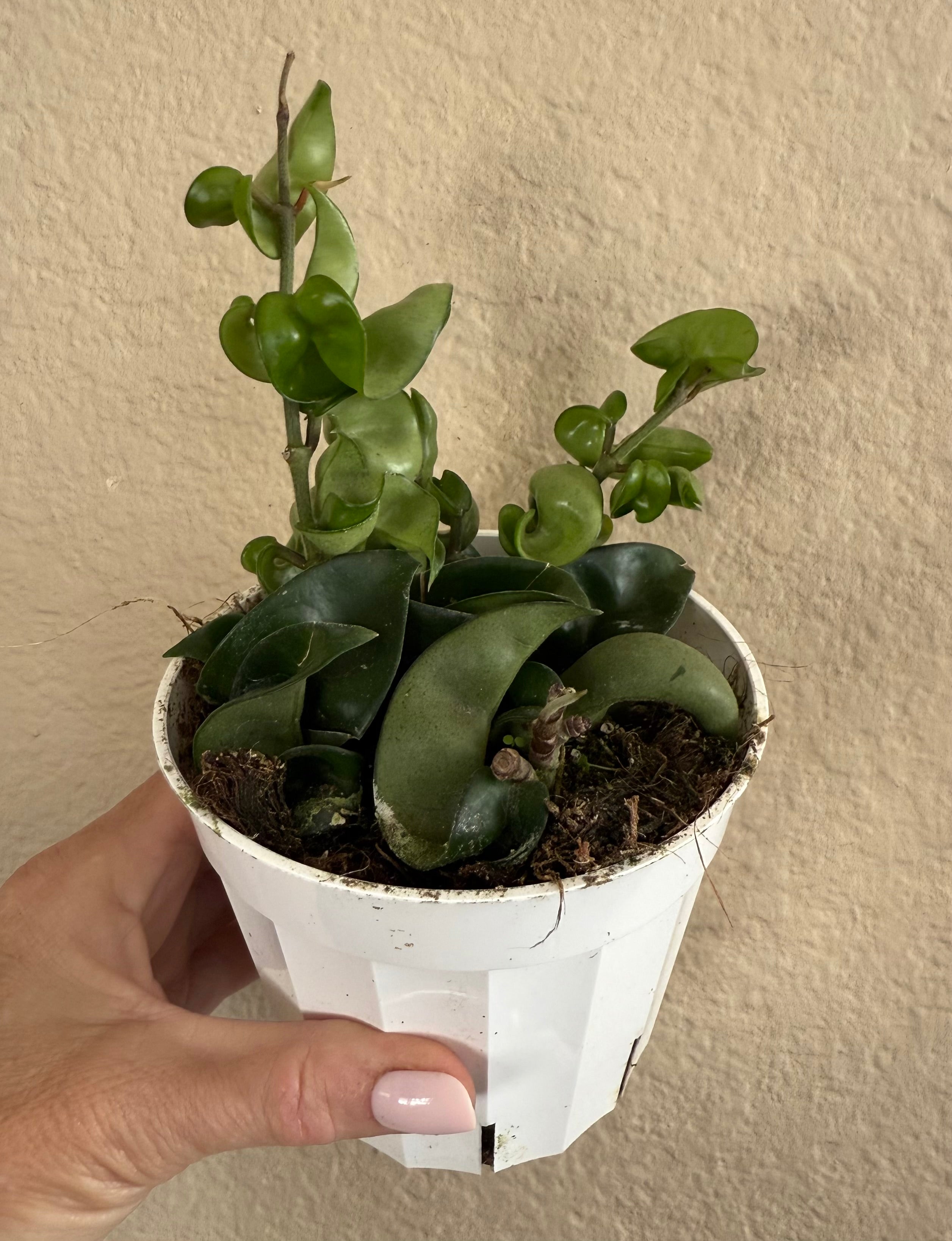 Hoya Carnosa 'Compacta' Hindu Rope