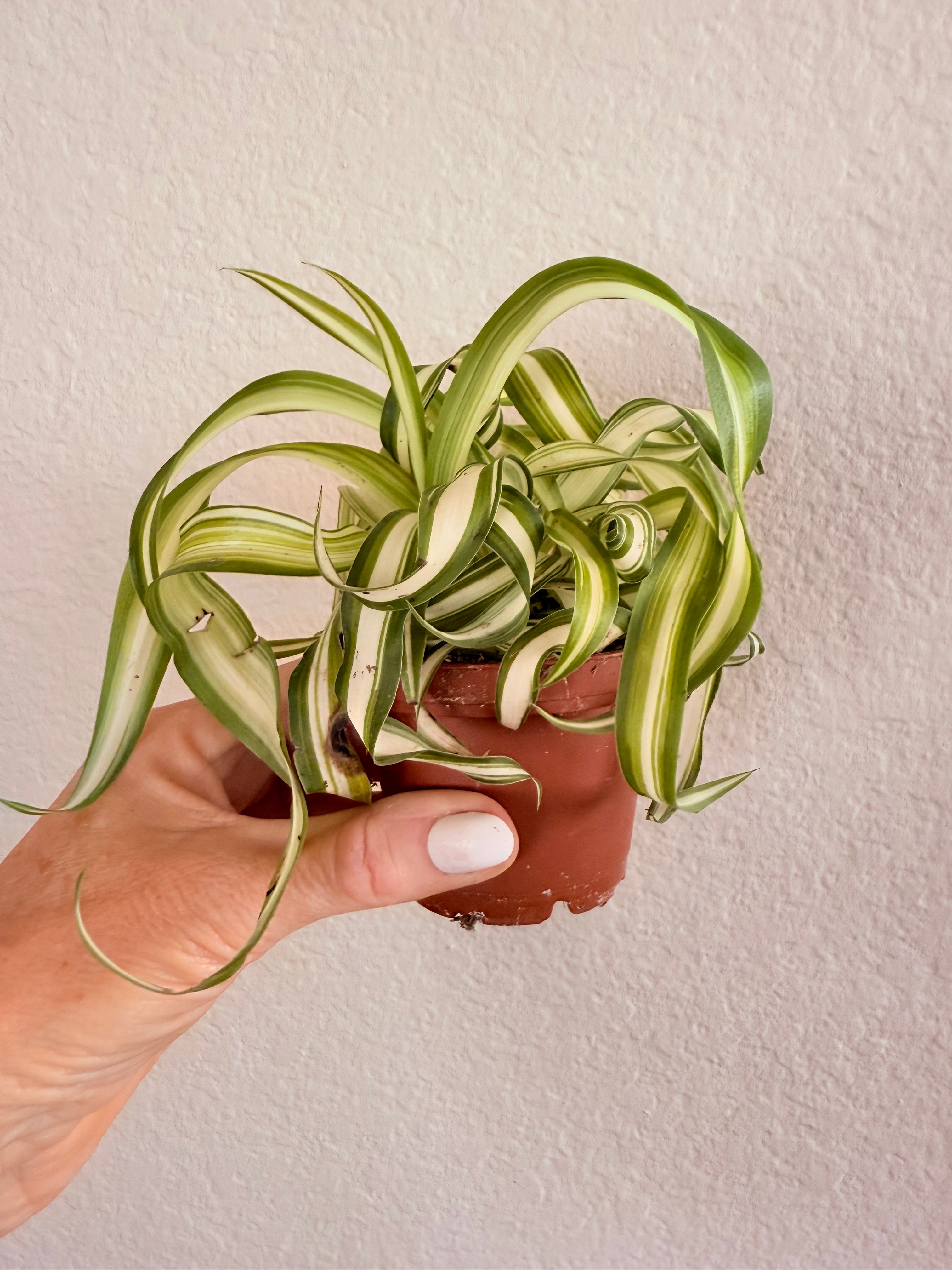 Spider Plant 'Bonnie'